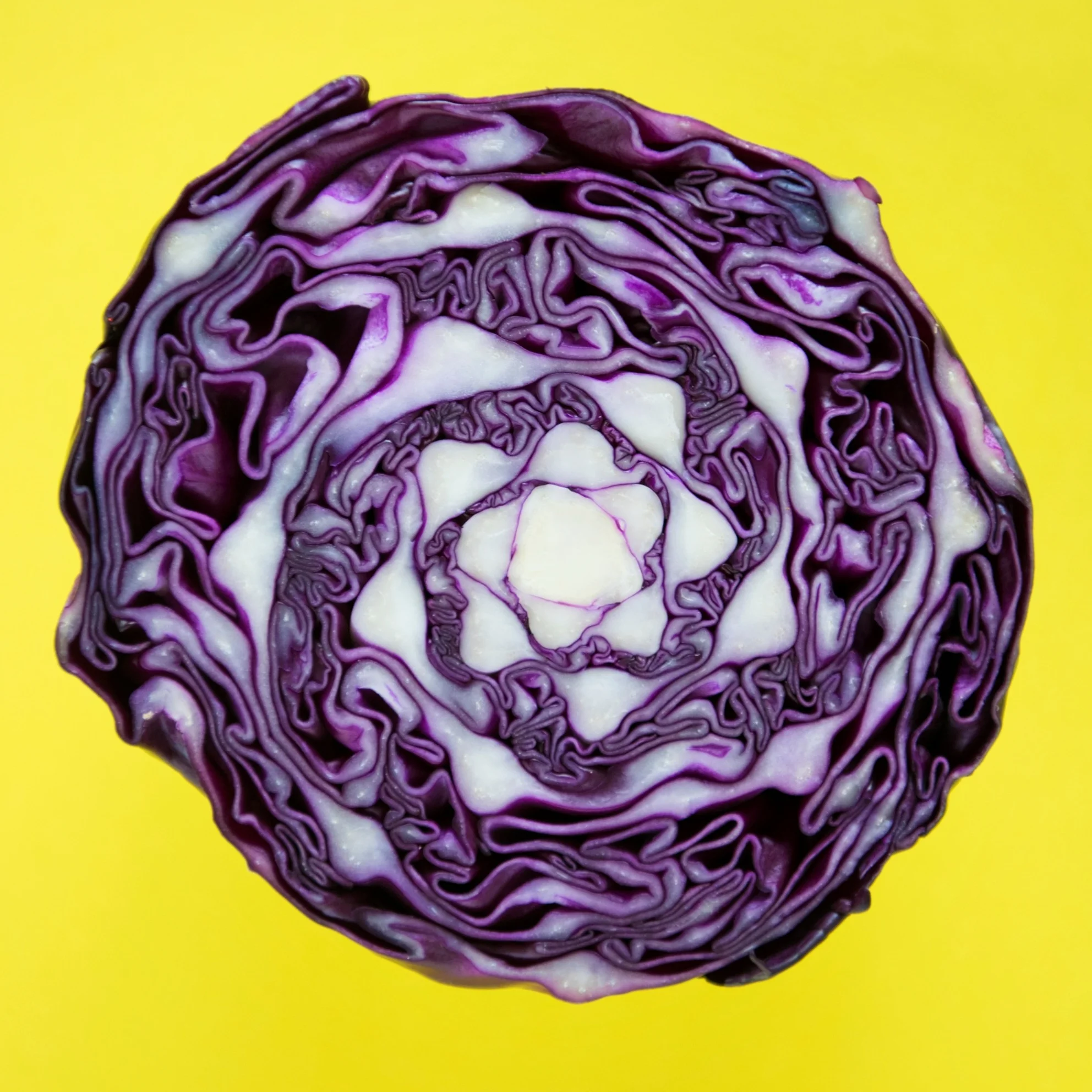 One Red Cabbage: Three Delicious, Nutritious Dishes!