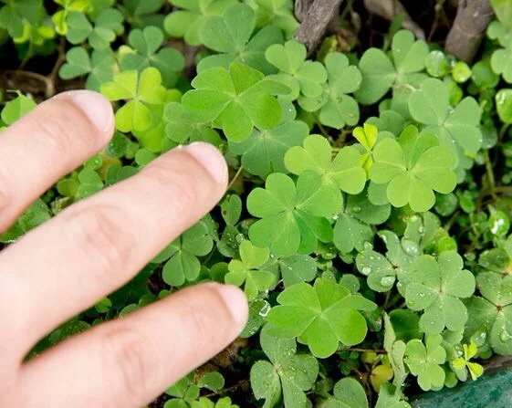 Nature in Early Learning