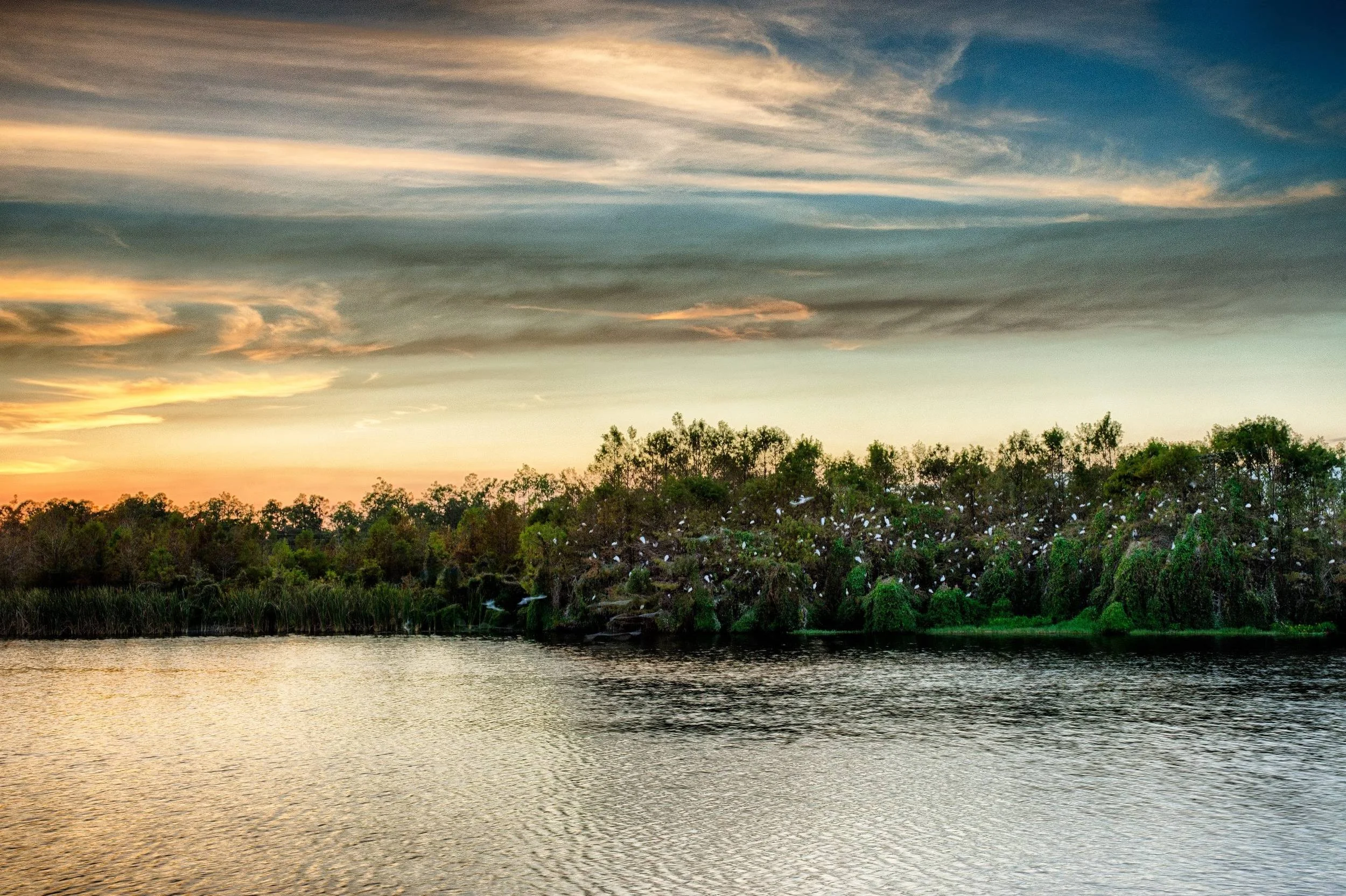 Slough Preserve