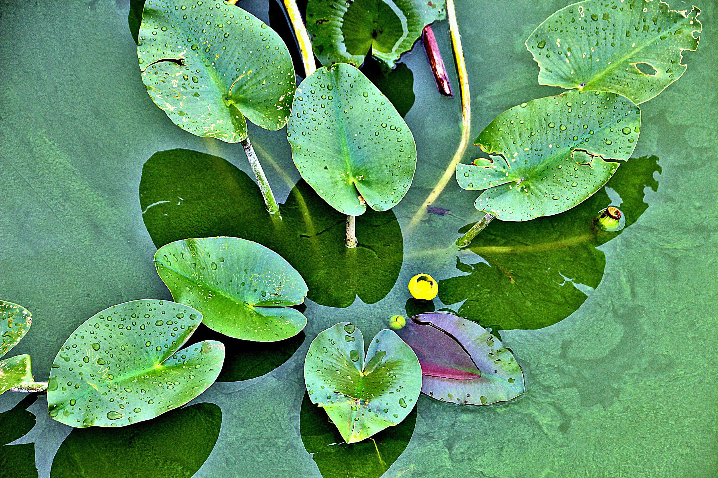 Plants 1st Place
