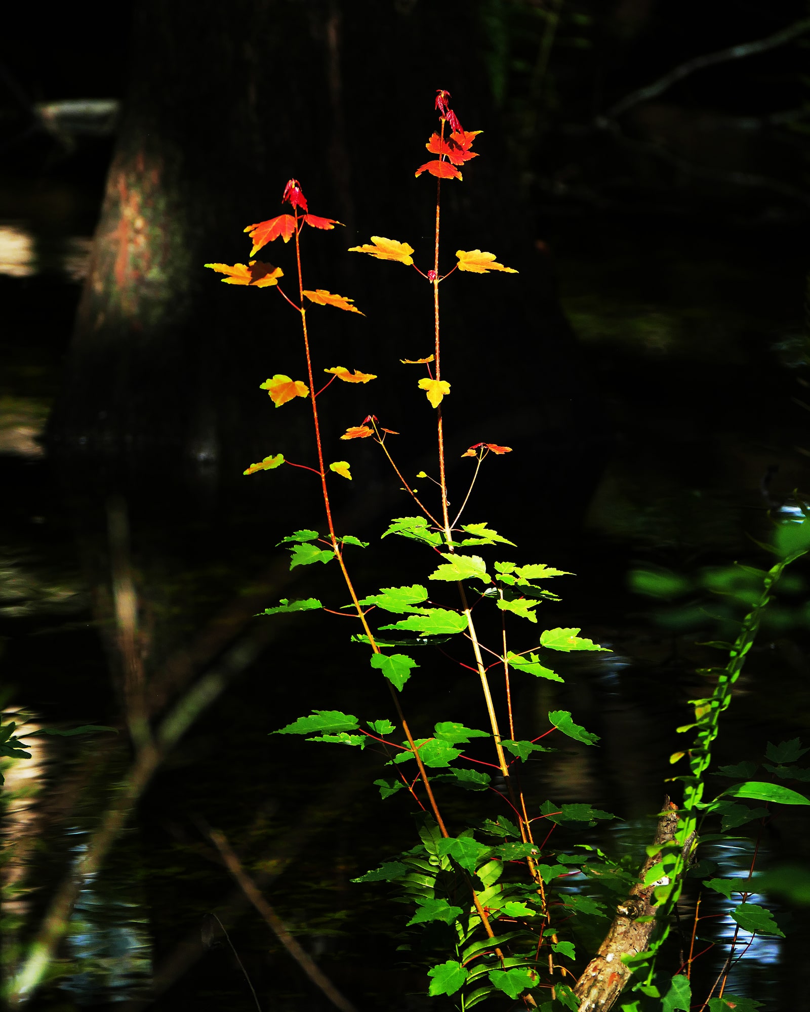 Plants 1st Place