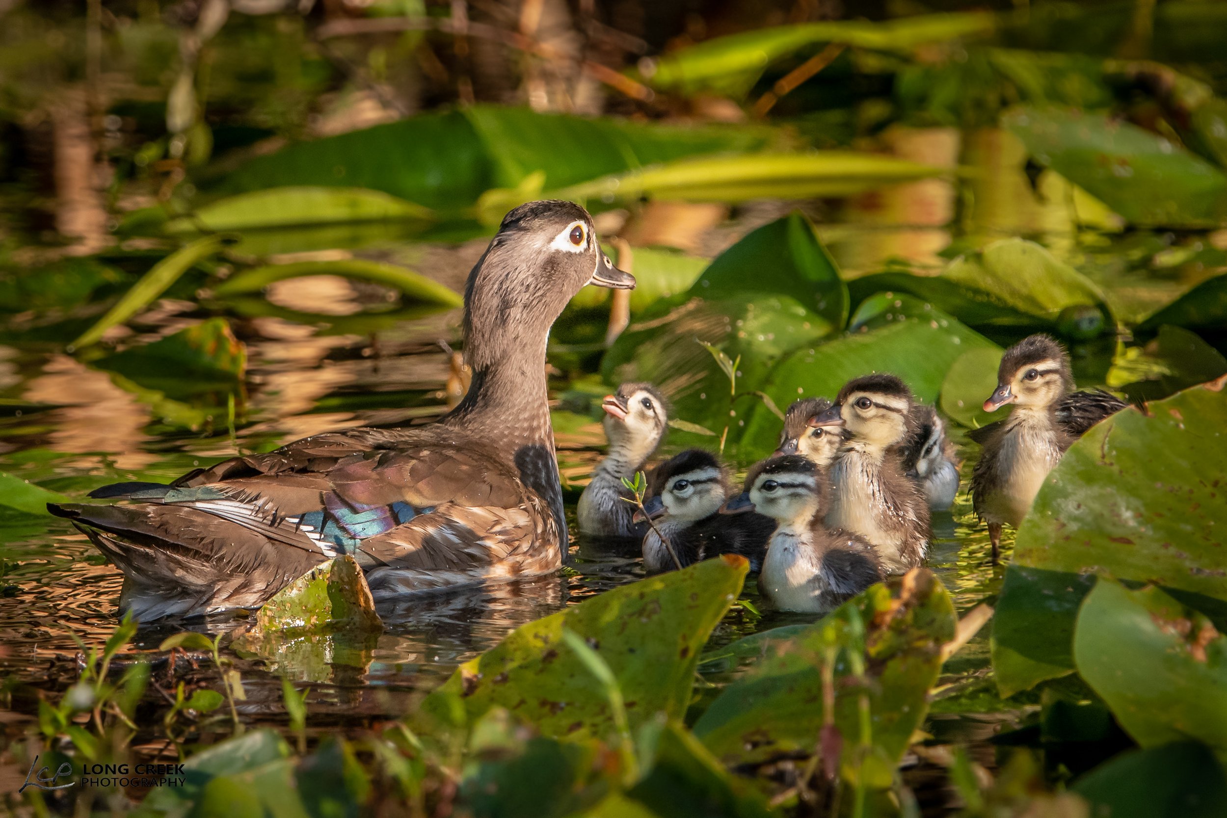  Friends of Six Mile Cypress   SLOUGH PRESERVE  