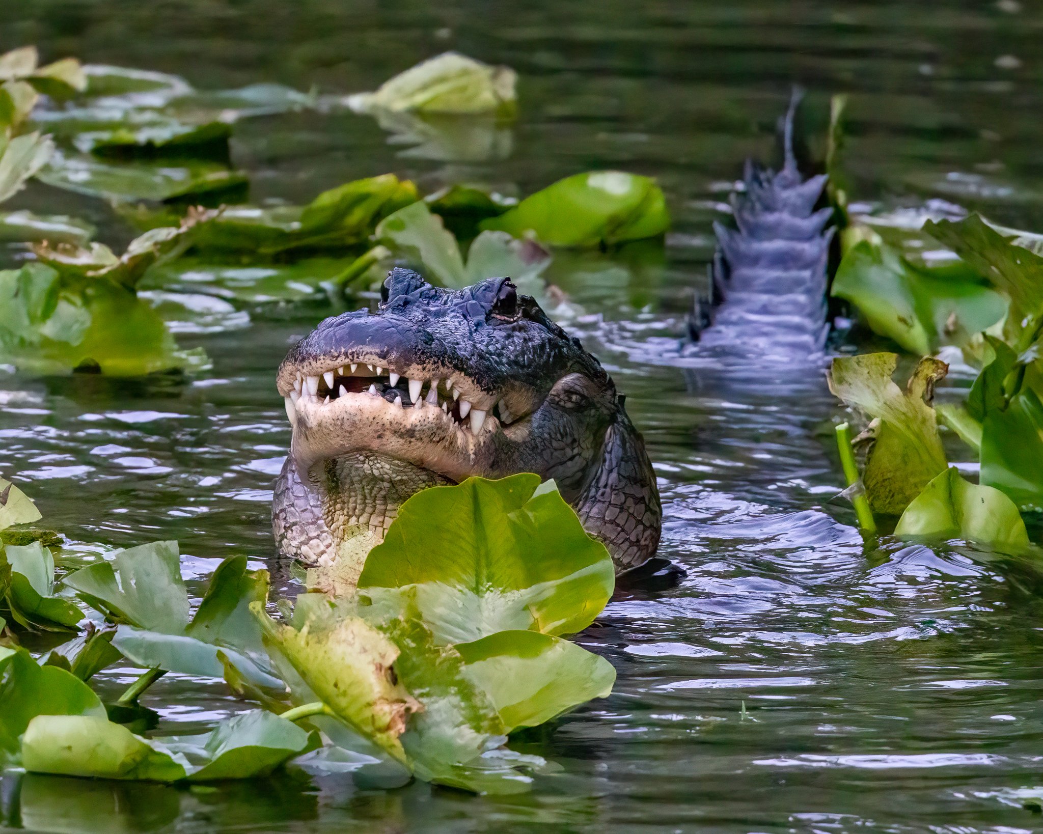  Friends of Six Mile Cypress   Slough Preserve  