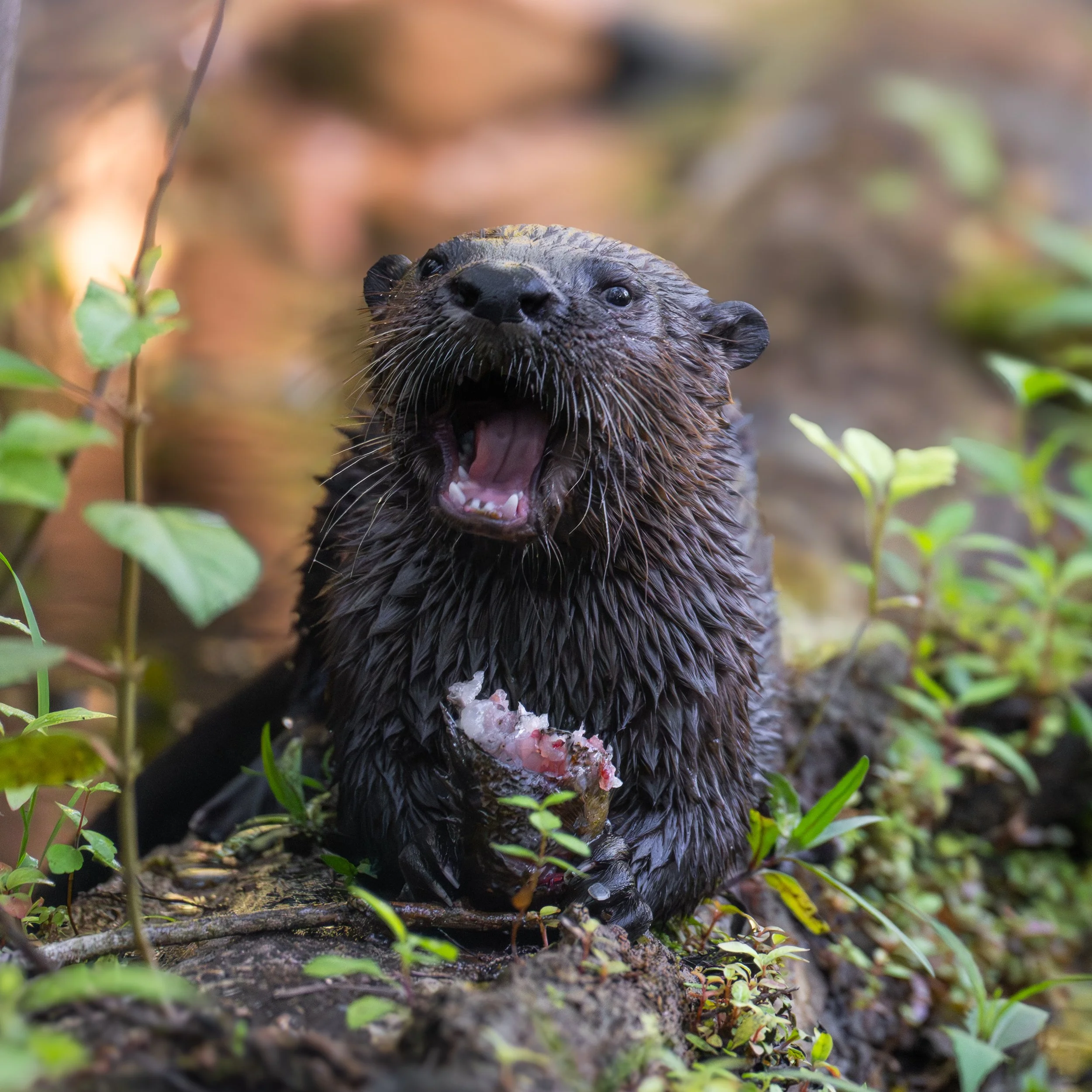Honorable Mention - "Young Otter" - Christian REHM
