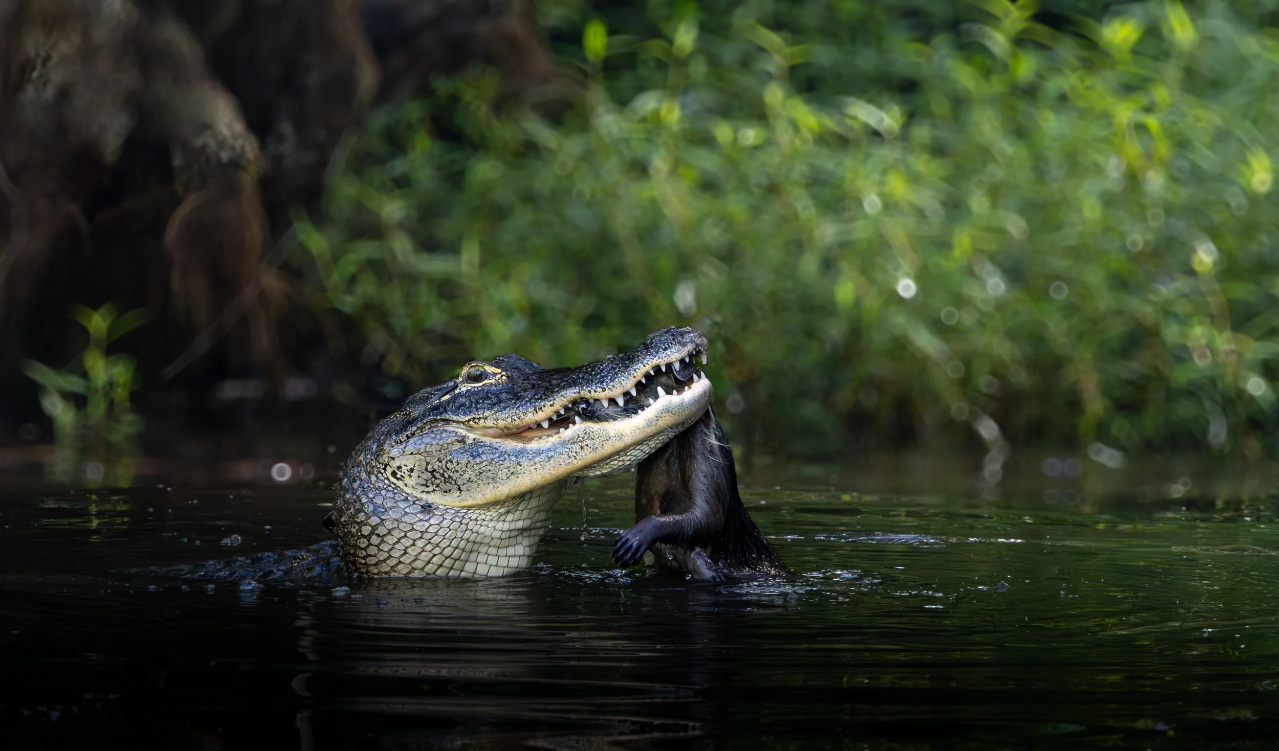 2nd Place - "Circle of Life" - Kristina MINTZ