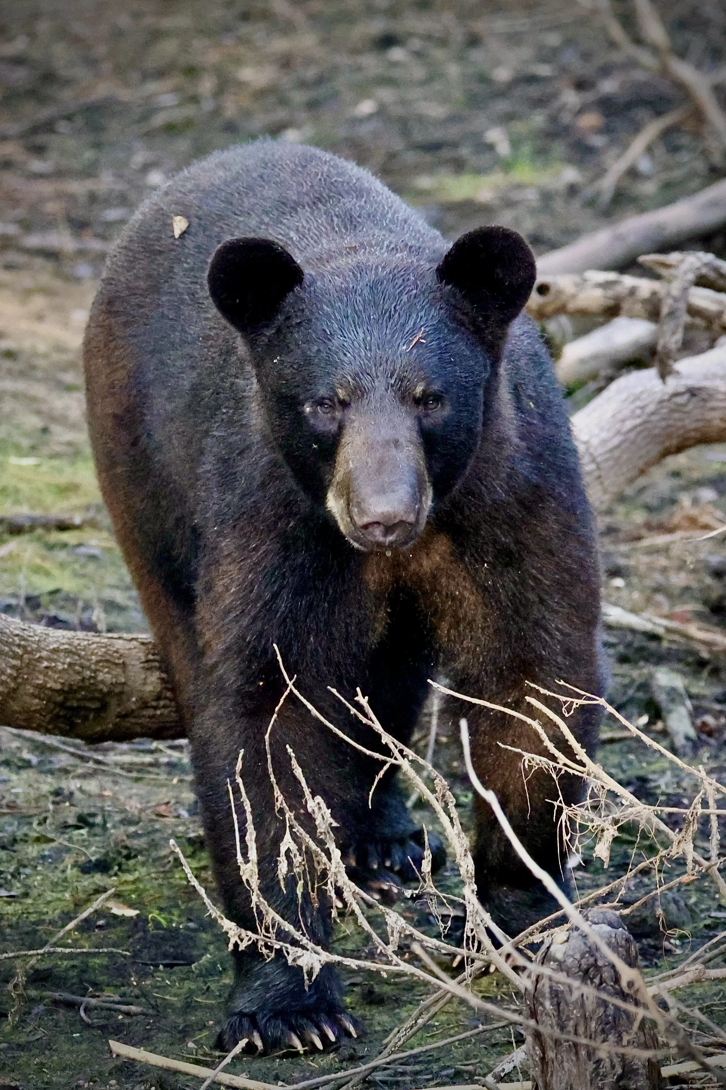 Honorable Mention - "Bearly Believe It" - John CAO