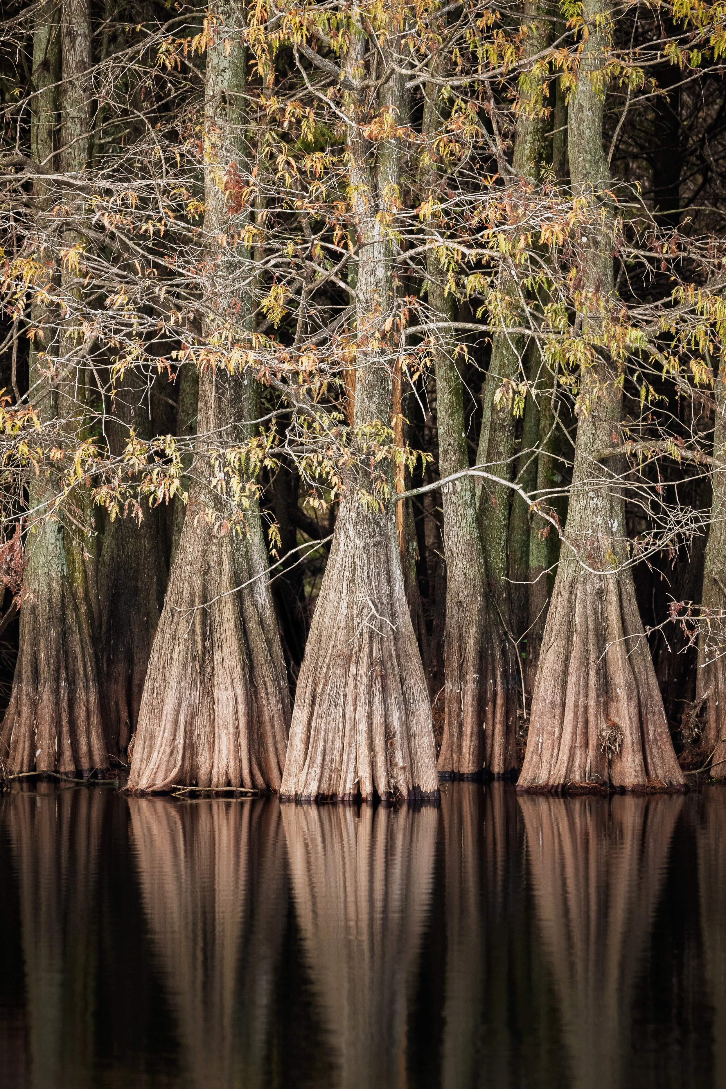 2nd Place - "Cypress Trees Reflecting" - Fred BORGIANINI