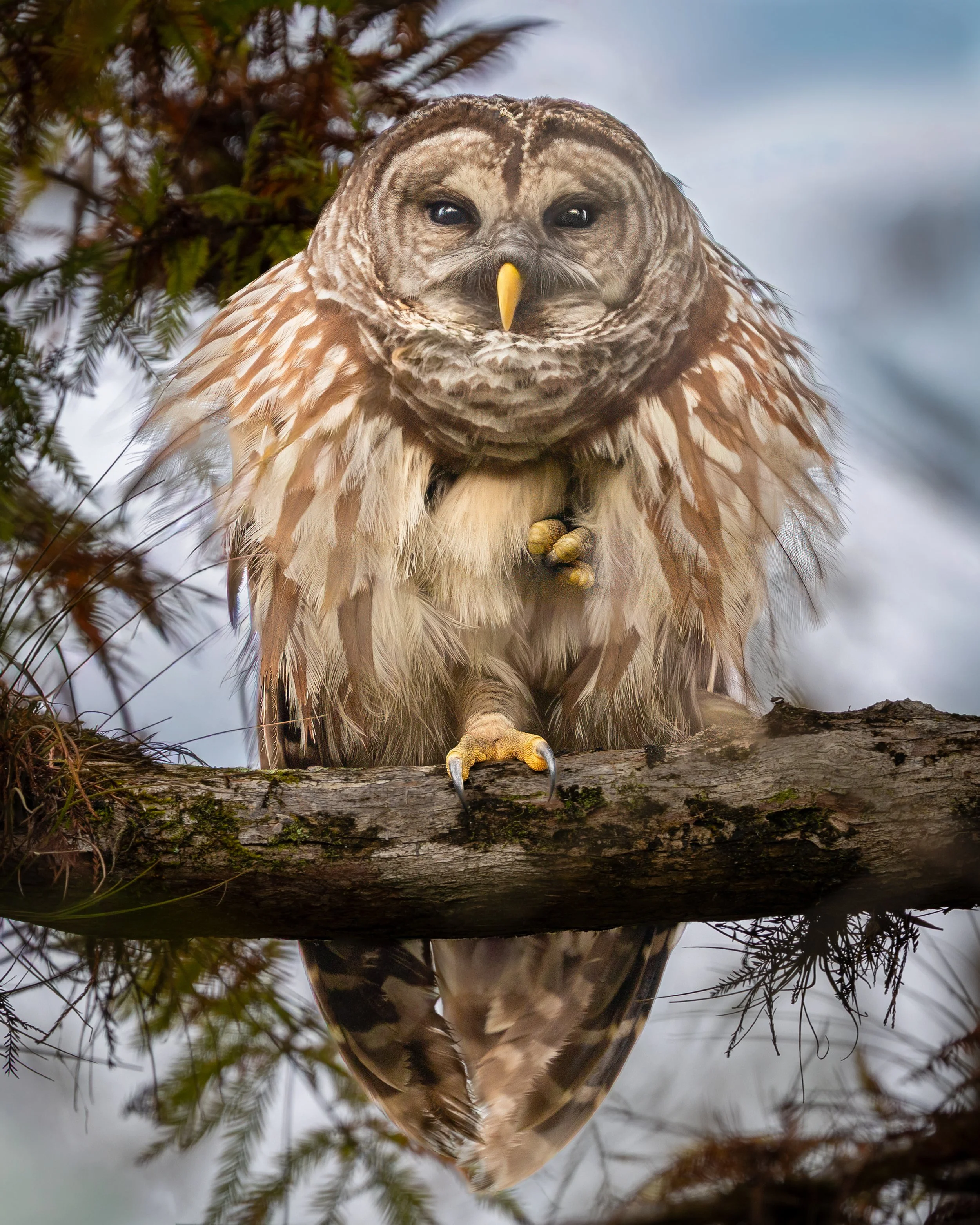 2nd Place - "I See You" - Cathy WEBB