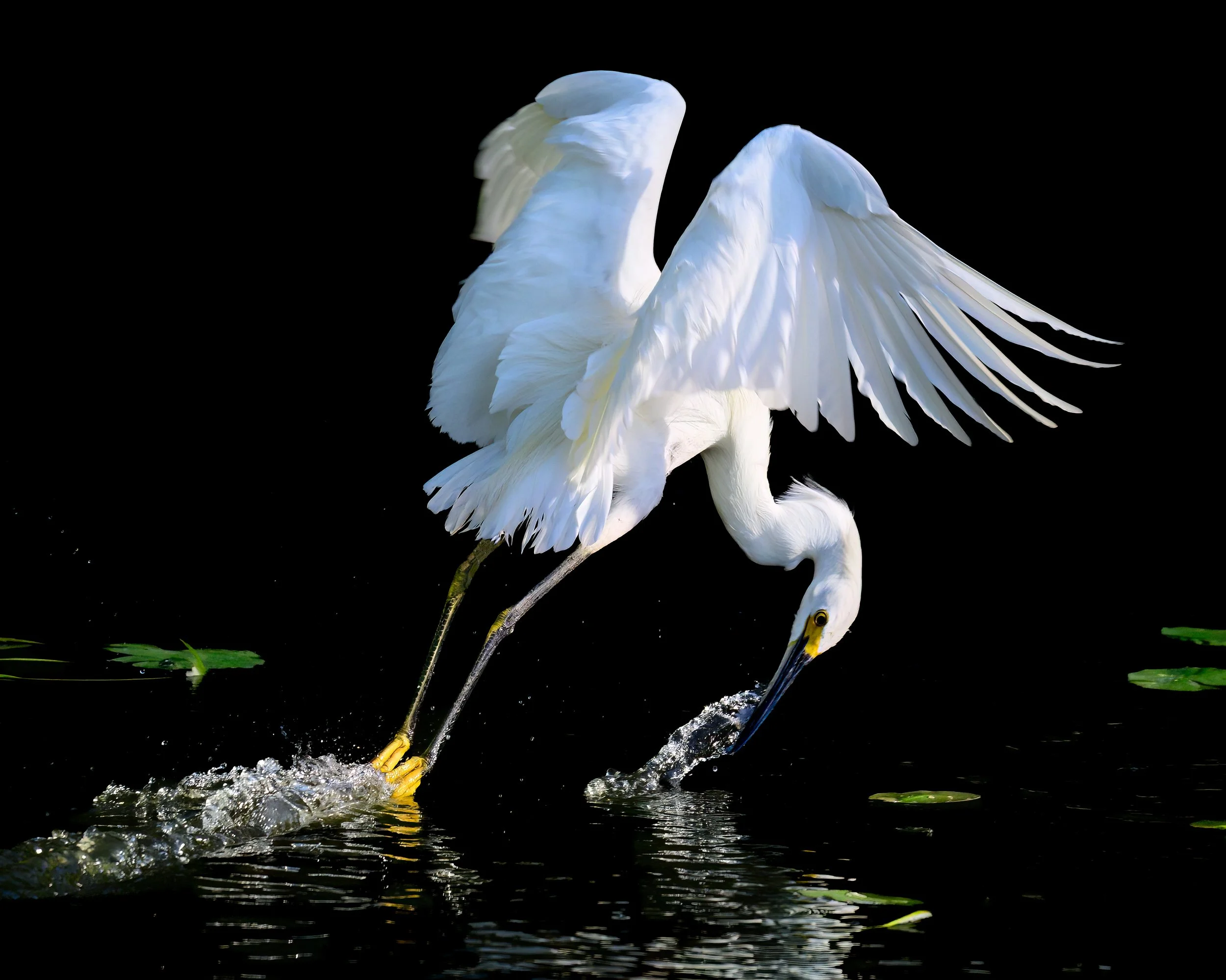 3rd Place - "Snowy Dipping" - Thomas LONERGAN