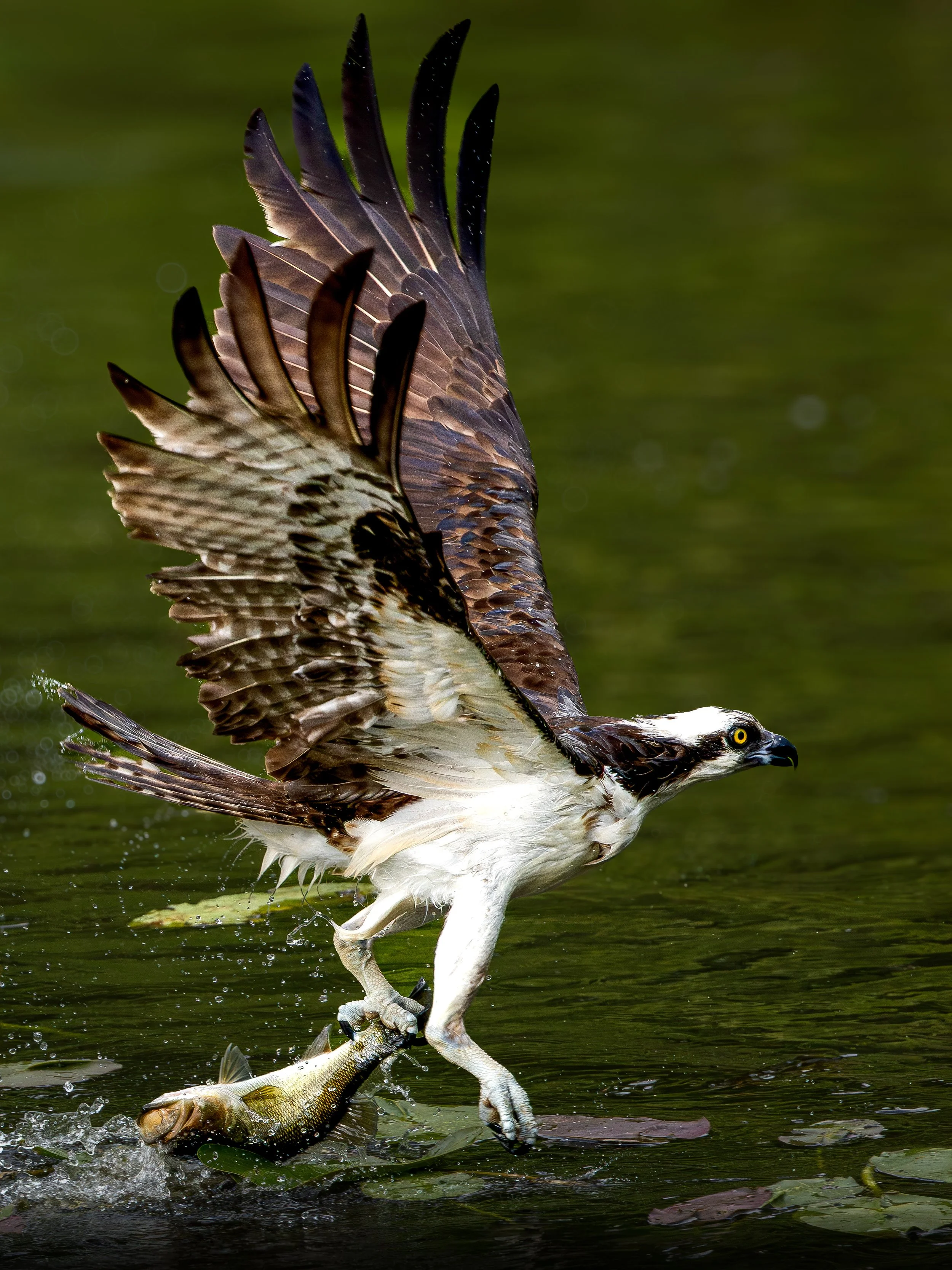 Honorable Mention - "Catch of the Day" - Kristina MINTZ