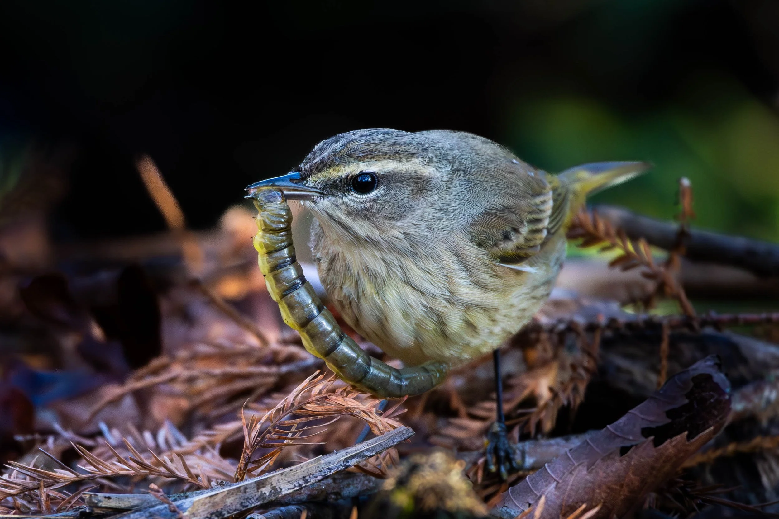 Honorable Mention - "Early Bird Gets the Worm" - Jemetta HUNT