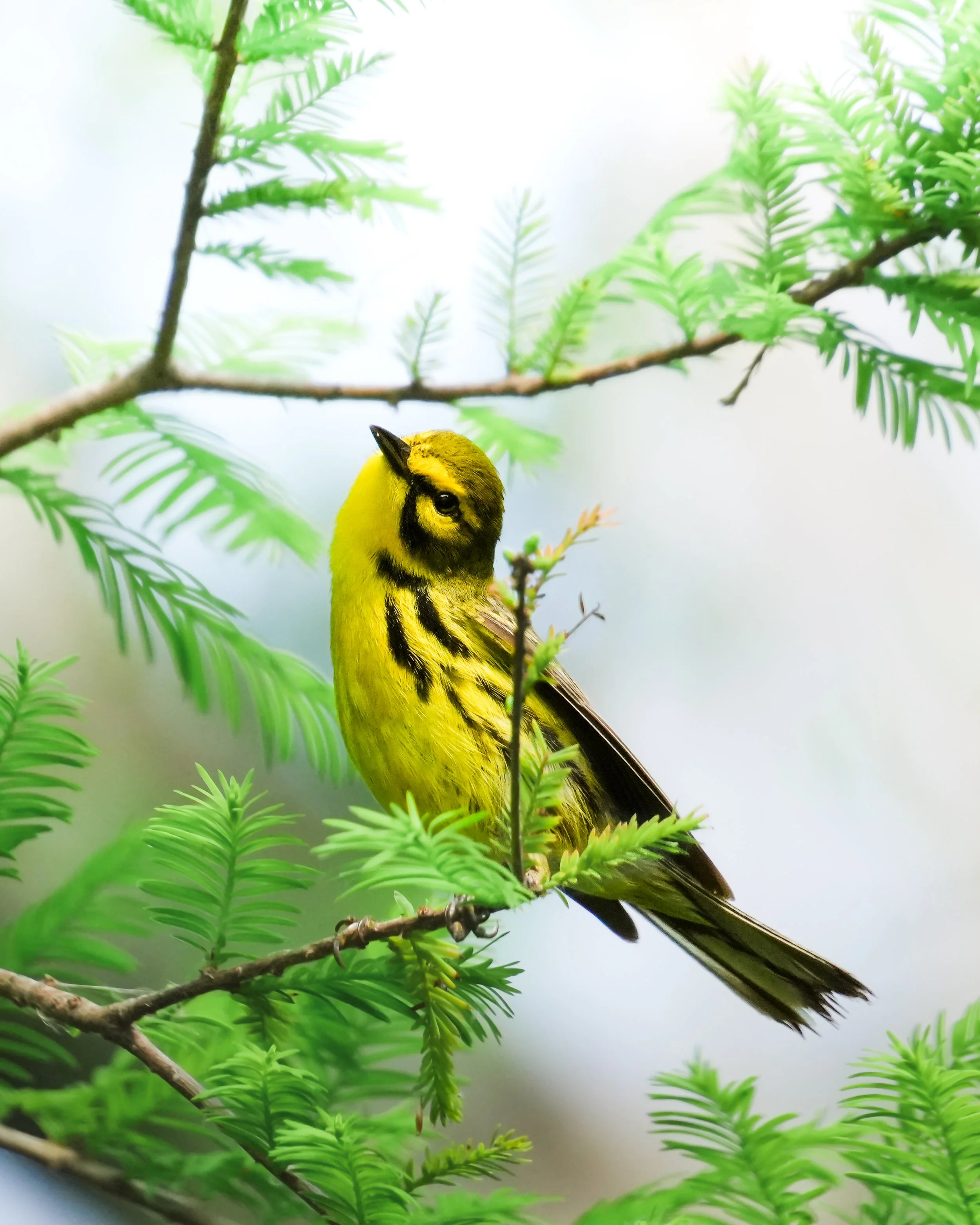 Honorable Mention - "Sweet Warbler" - Eliannis SANTIESTEBAN