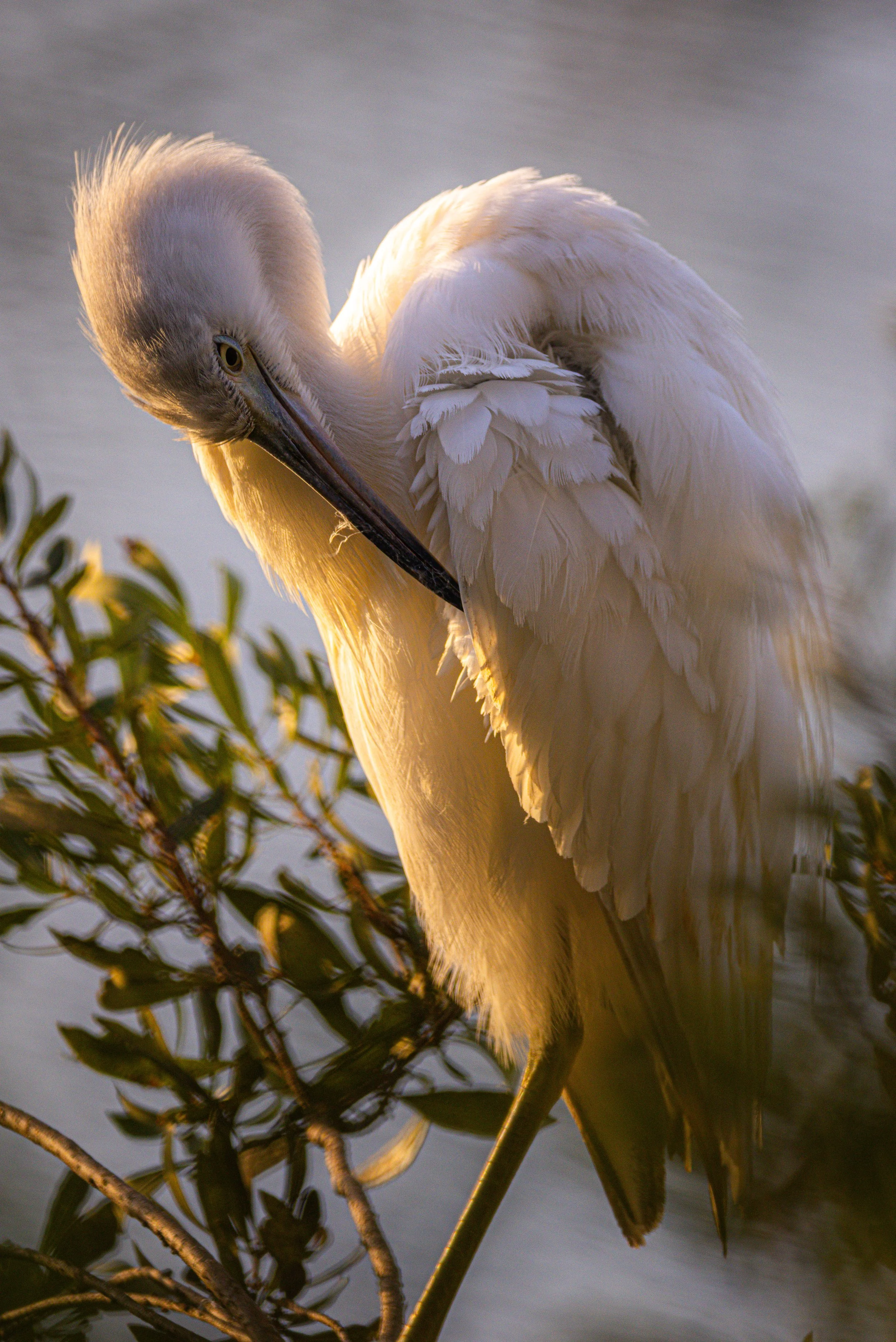 Honorable Mention - "Little Blue Heron in Bush" - Bear TORTORELLO