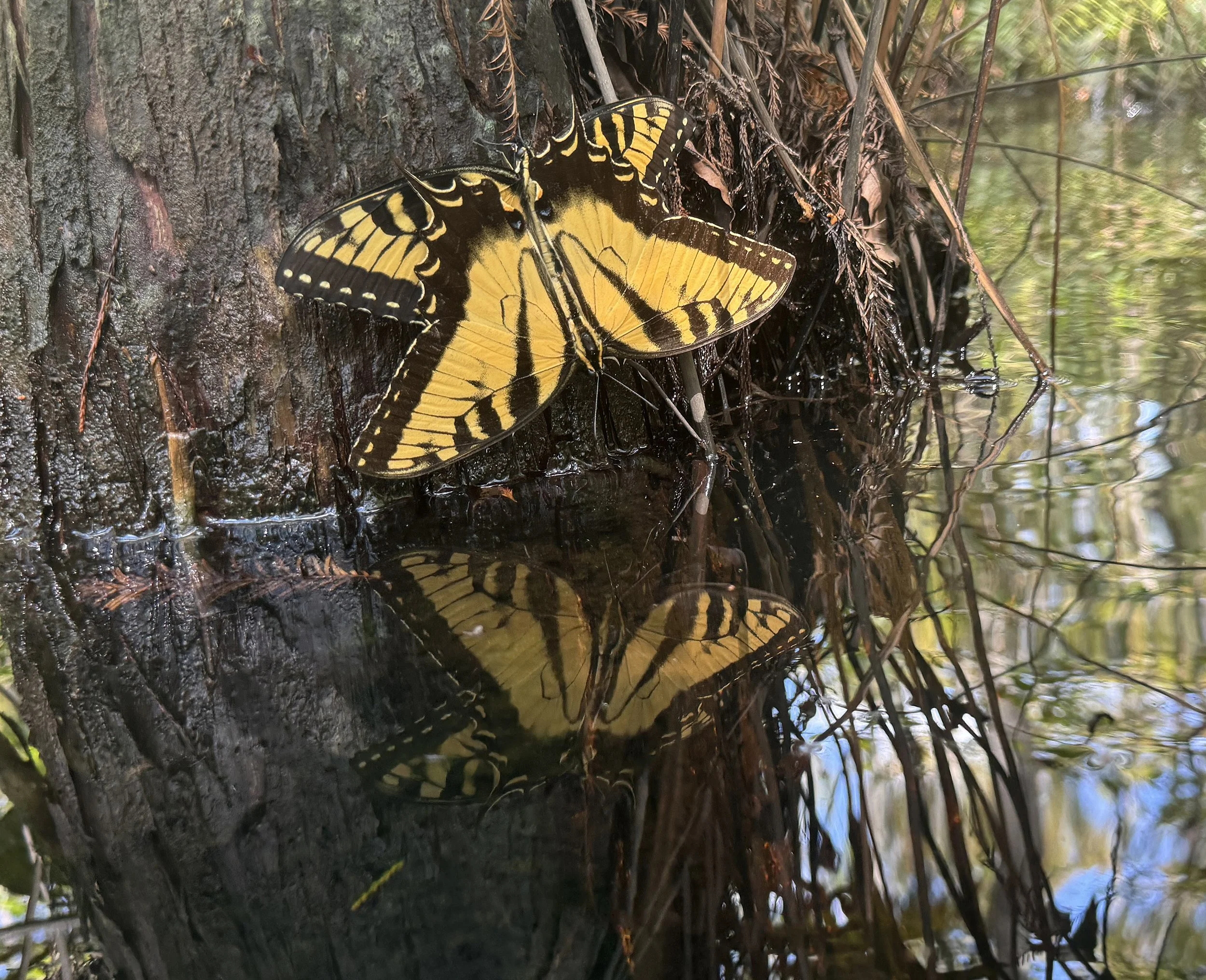 2nd Place - "Swallowtail Dance" - Sabine VANDENHENDE
