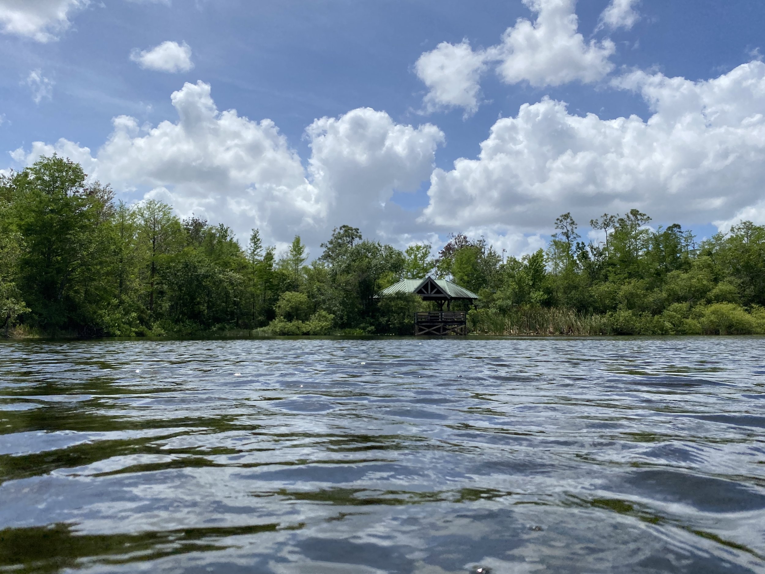 Honorable Mention - "Gator's View" - William GREENE