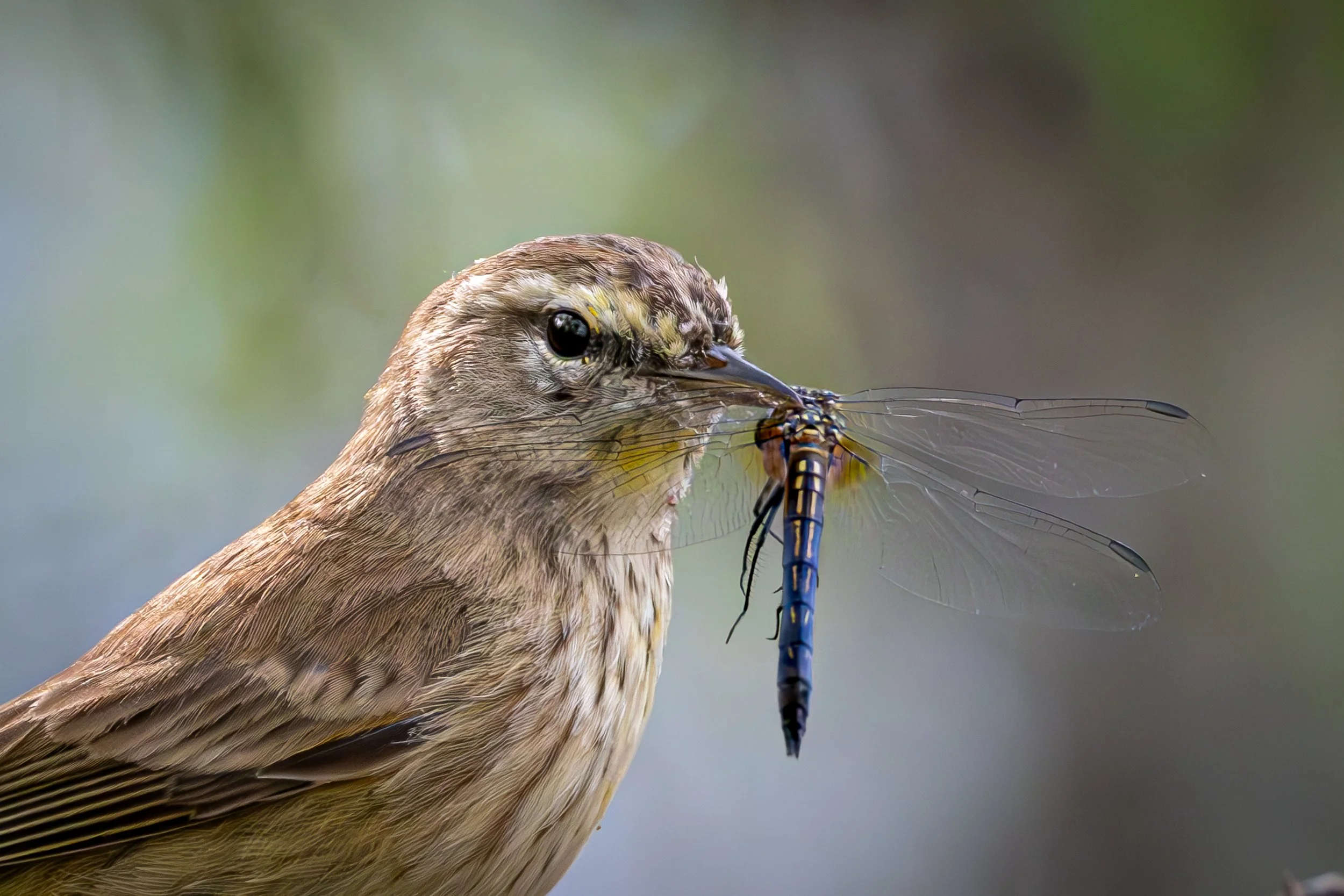 Birds 1st Place- Dragon Warbler - Jason WALSH.jpg