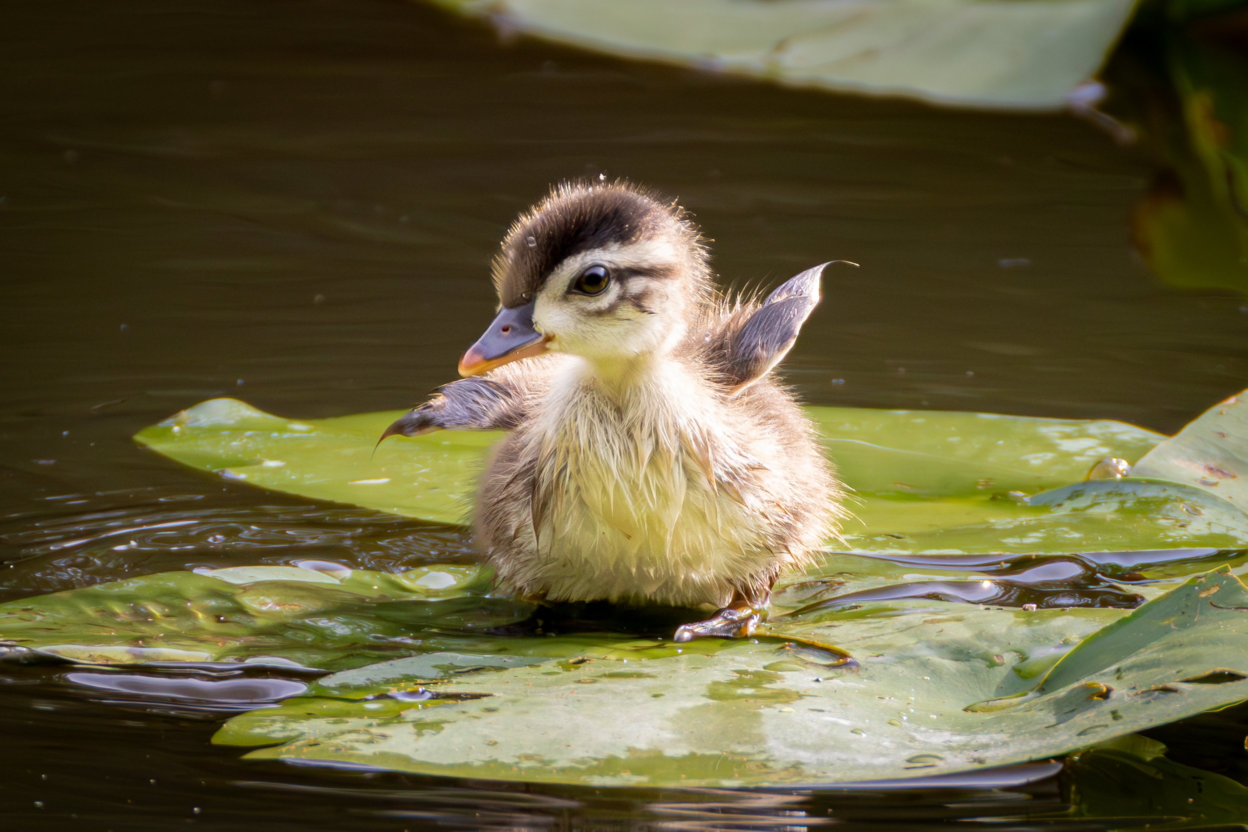 Birds HM  - Paddy Wood Duckling - Jason WALSH.jpg