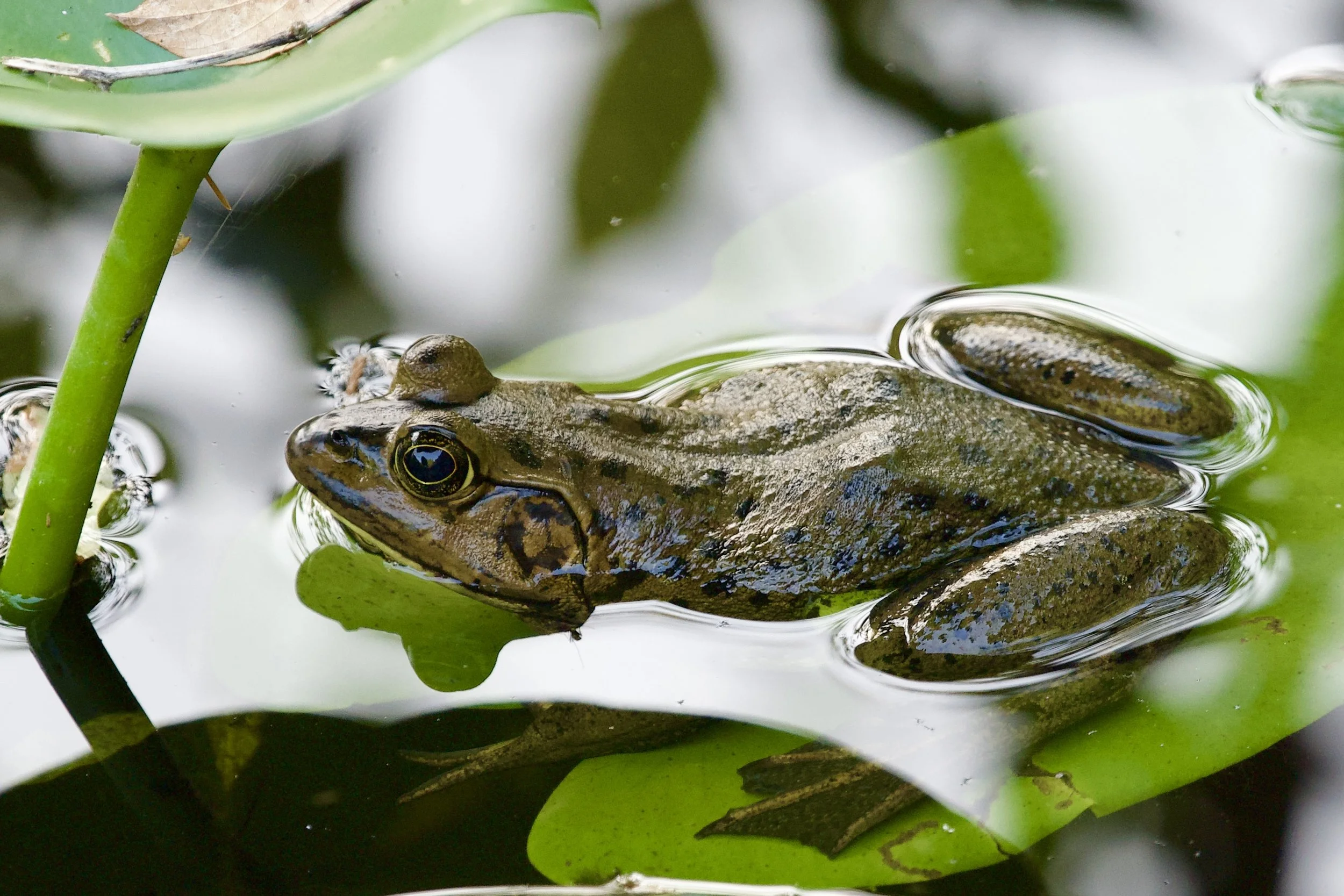  Friends of Six Mile Cypress   Slough Preserve  