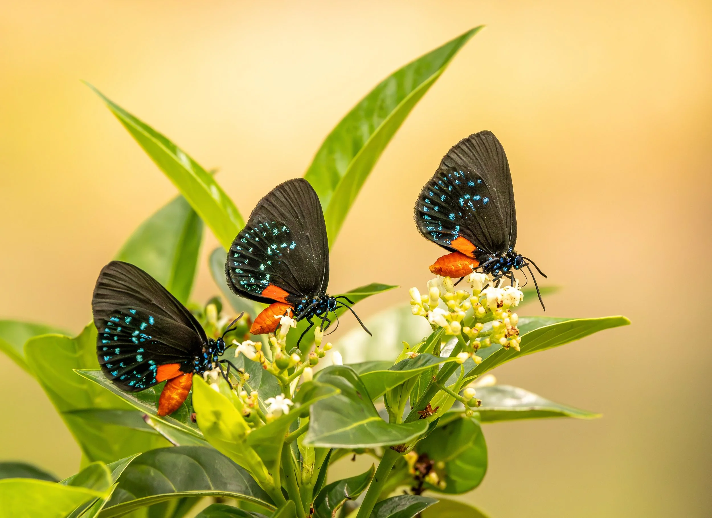  Friends of Six Mile Cypress   Slough Preserve  