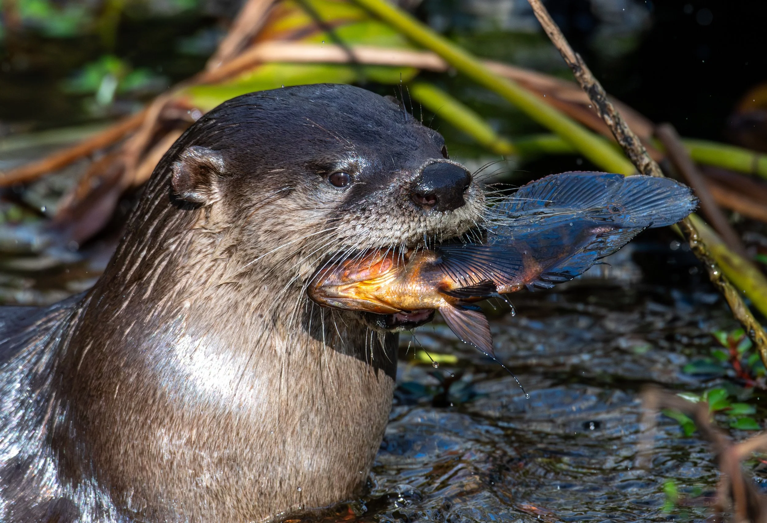  Friends of Six Mile Cypress   Slough Preserve  
