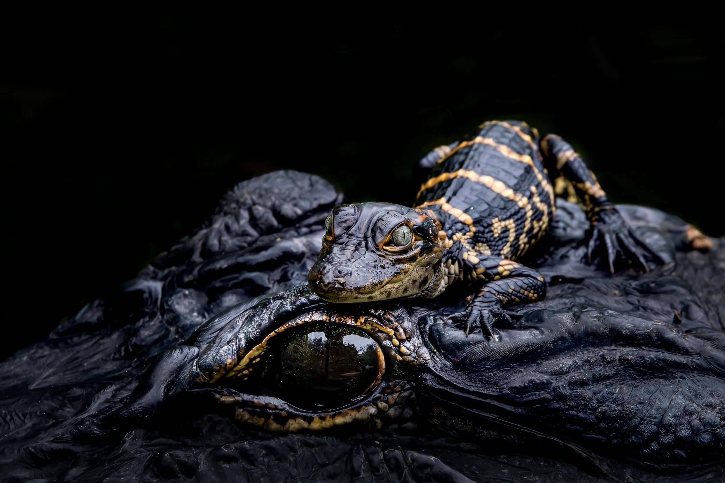  Friends of Six Mile Cypress   Slough Preserve  