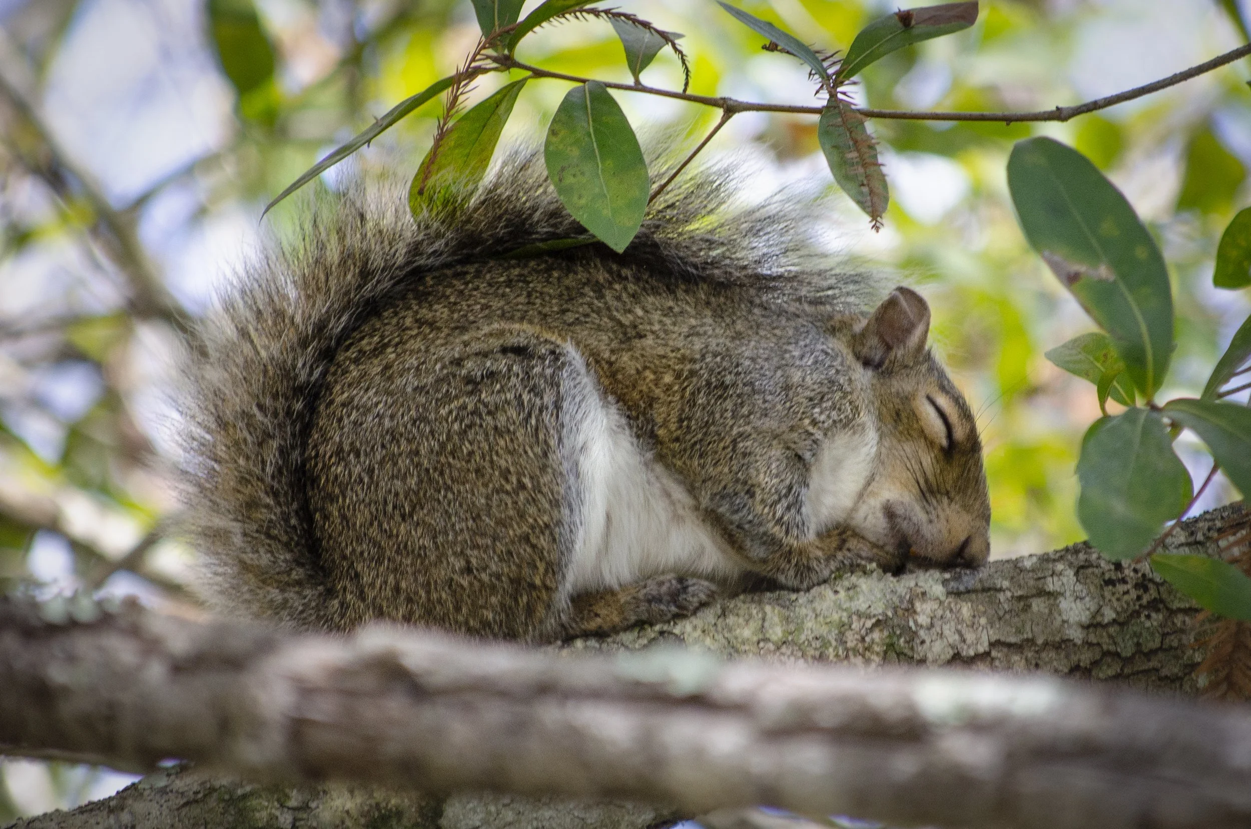  Friends of Six Mile Cypress   Slough Preserve  