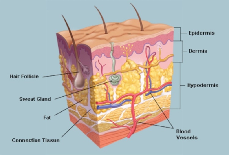 Skin Layers