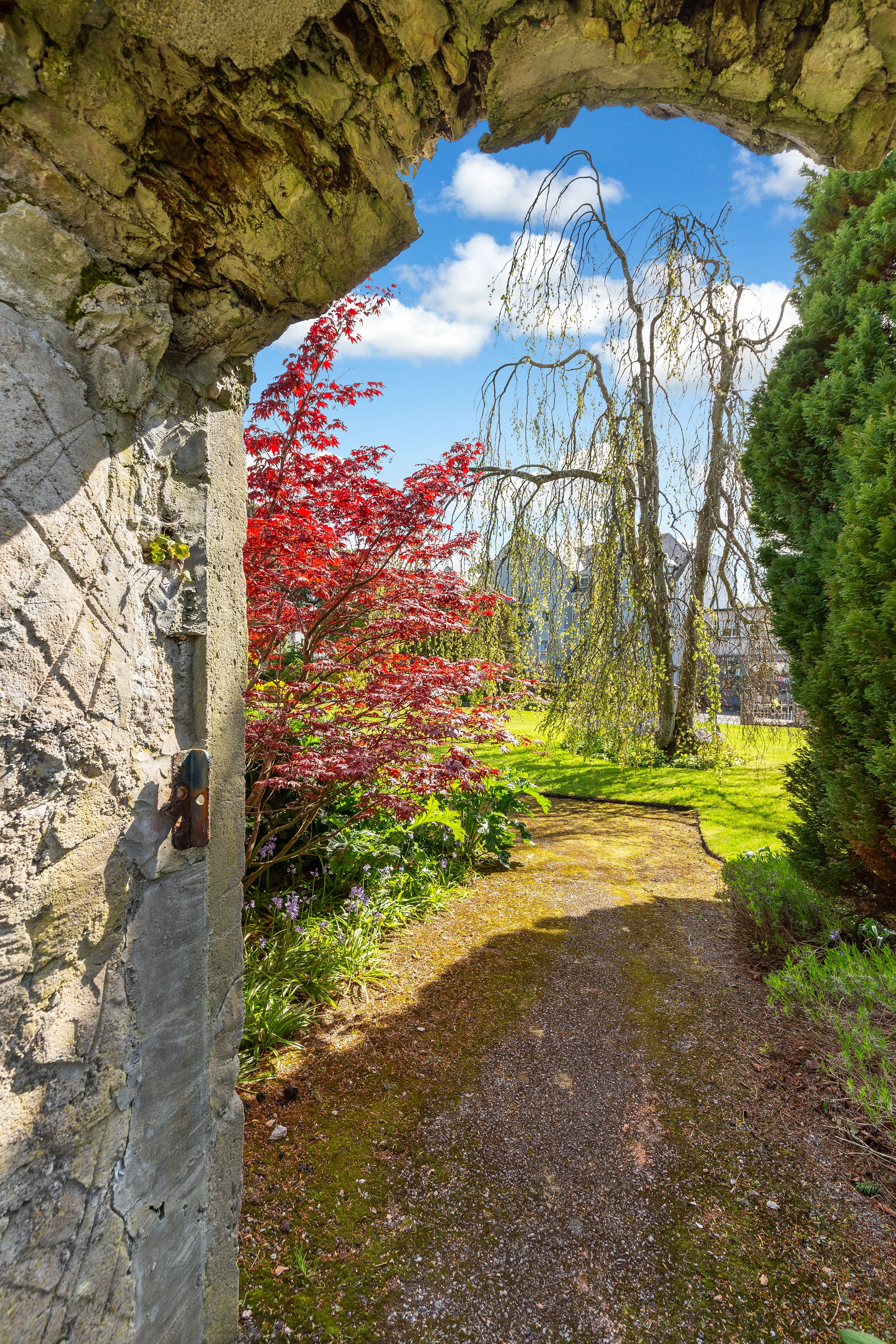 View of weeping beech via doorway from back garden.JPG