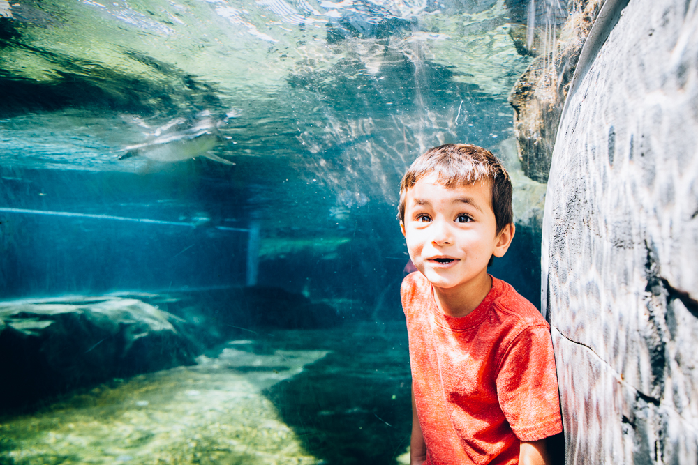 He was thrilled to see a penguin swim over his head