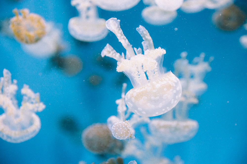 White spotted jelly