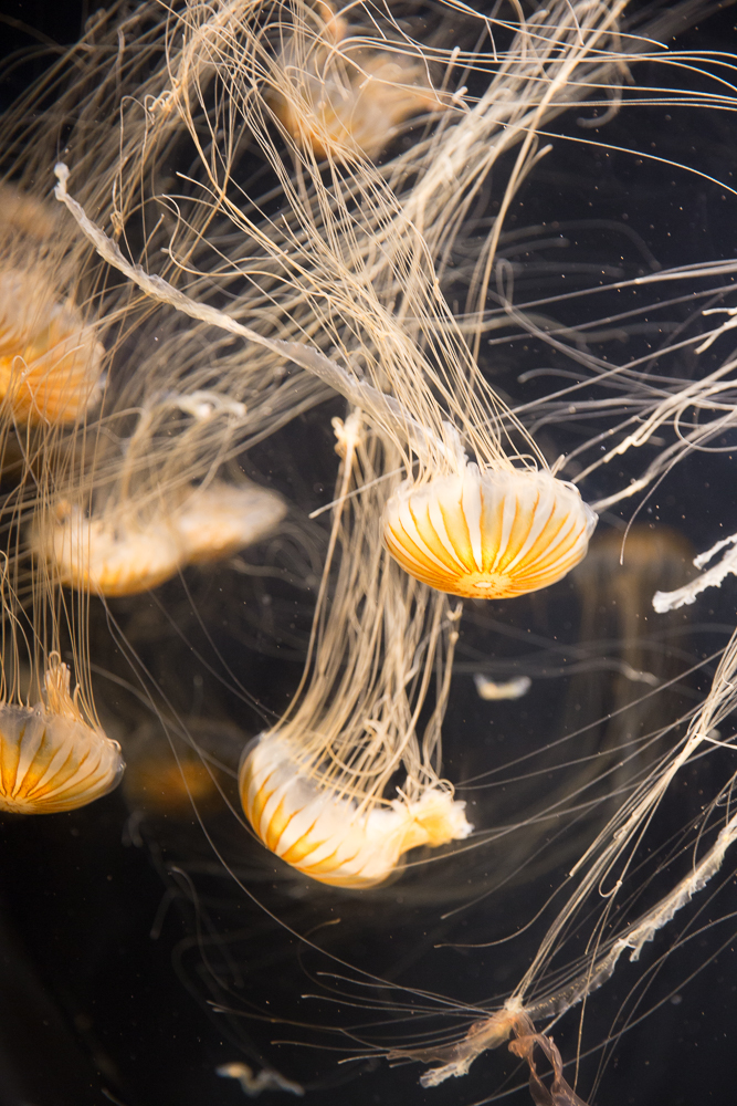 Japanese Sea Nettle (or as Oliver calls them, "spaghetti jellies")