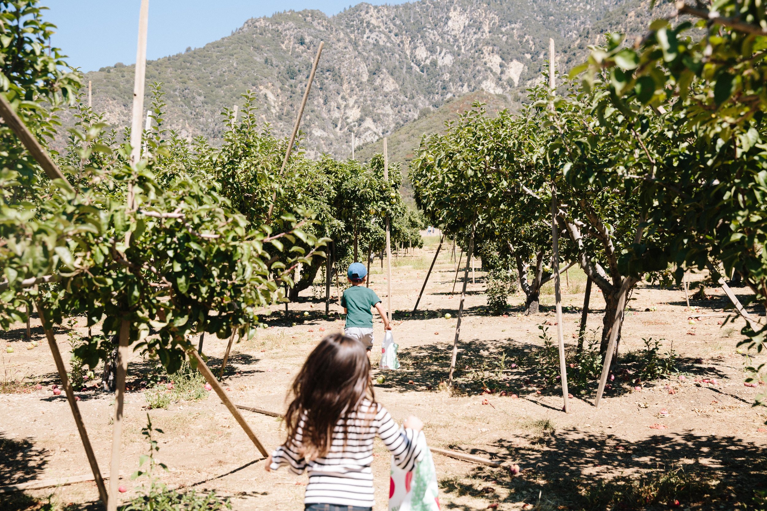 Apple Picking Oak Glen-1.JPG