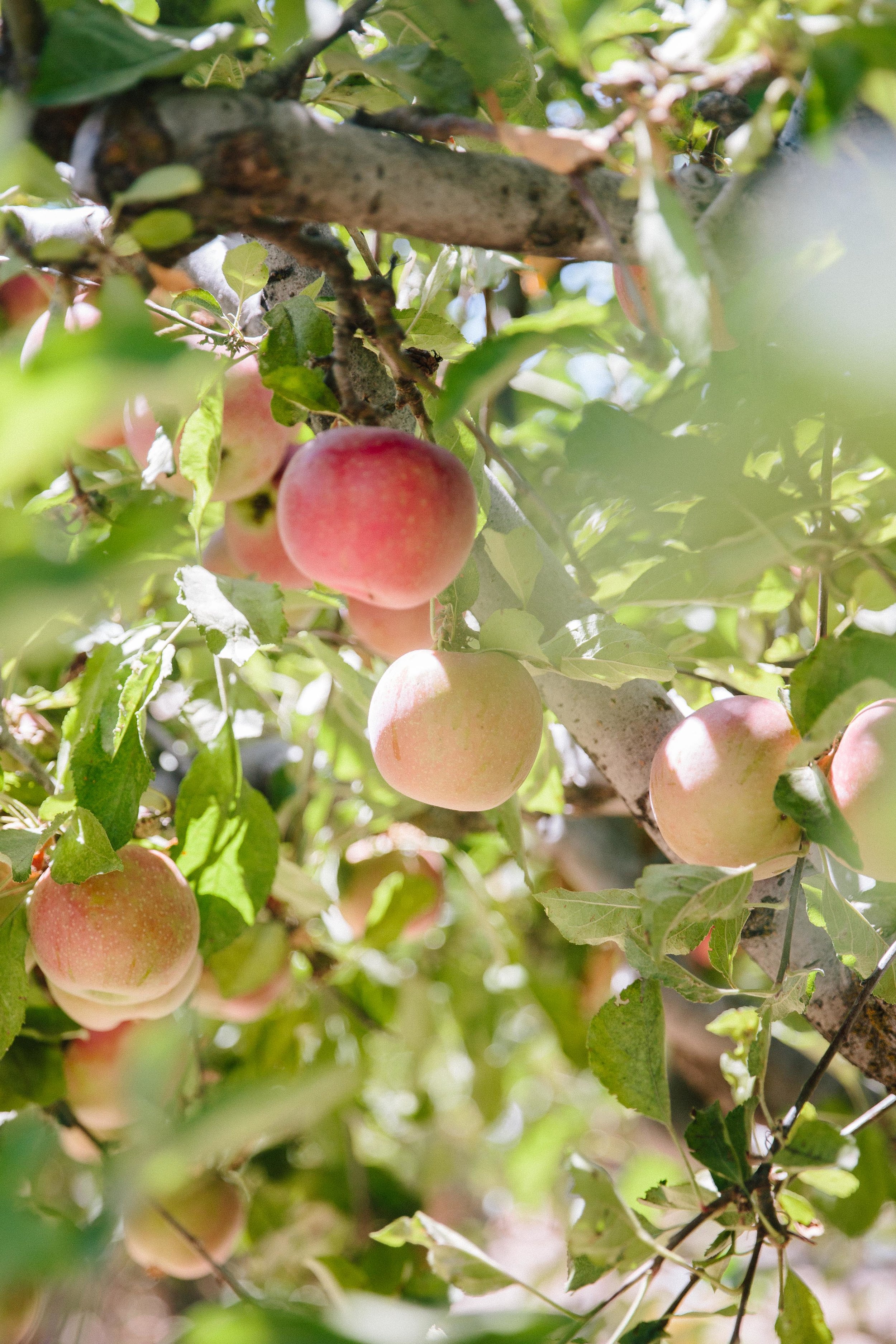 Apple Picking Oak Glen-9.JPG