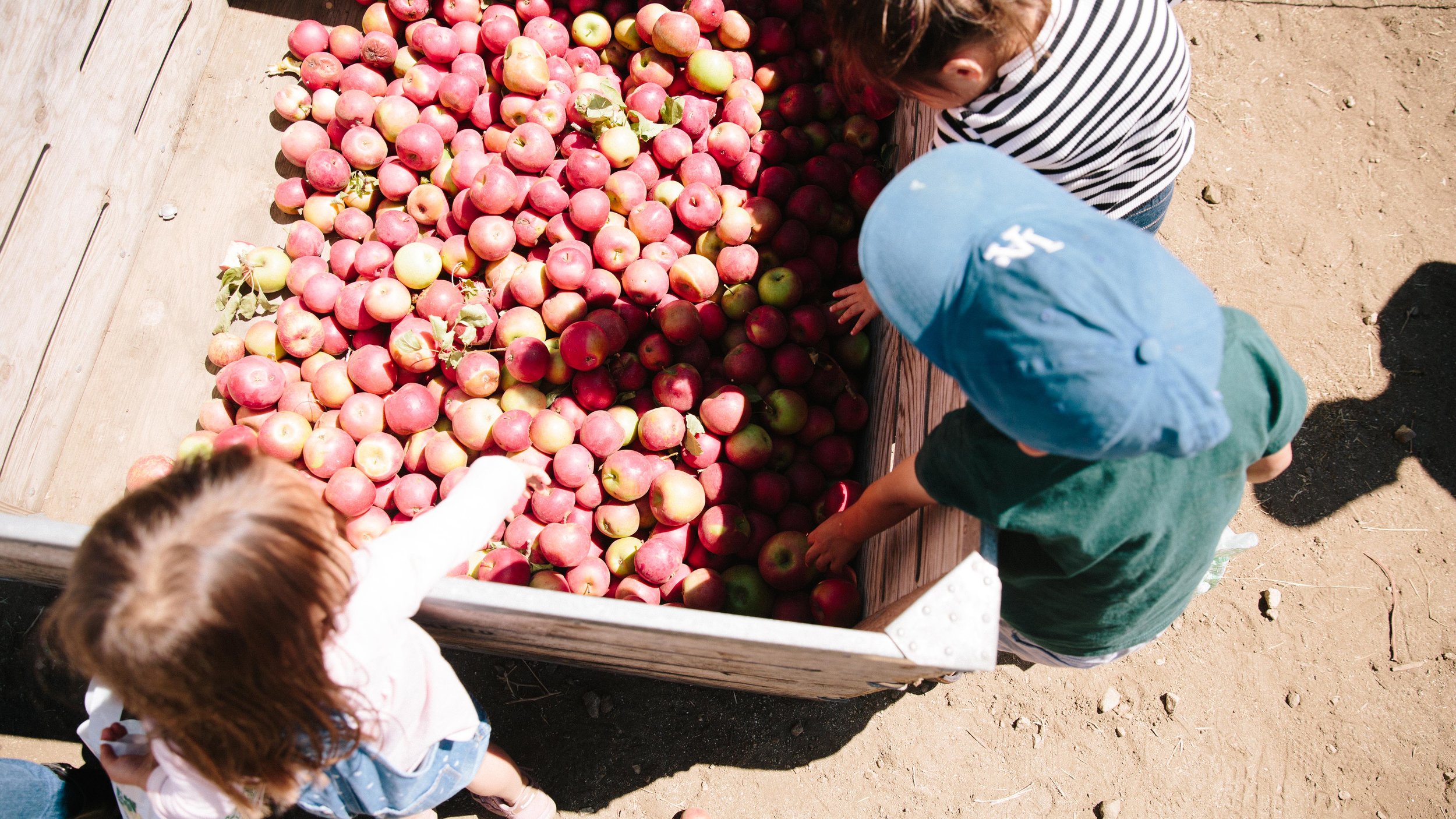 Apple Picking Oak Glen-13.JPG