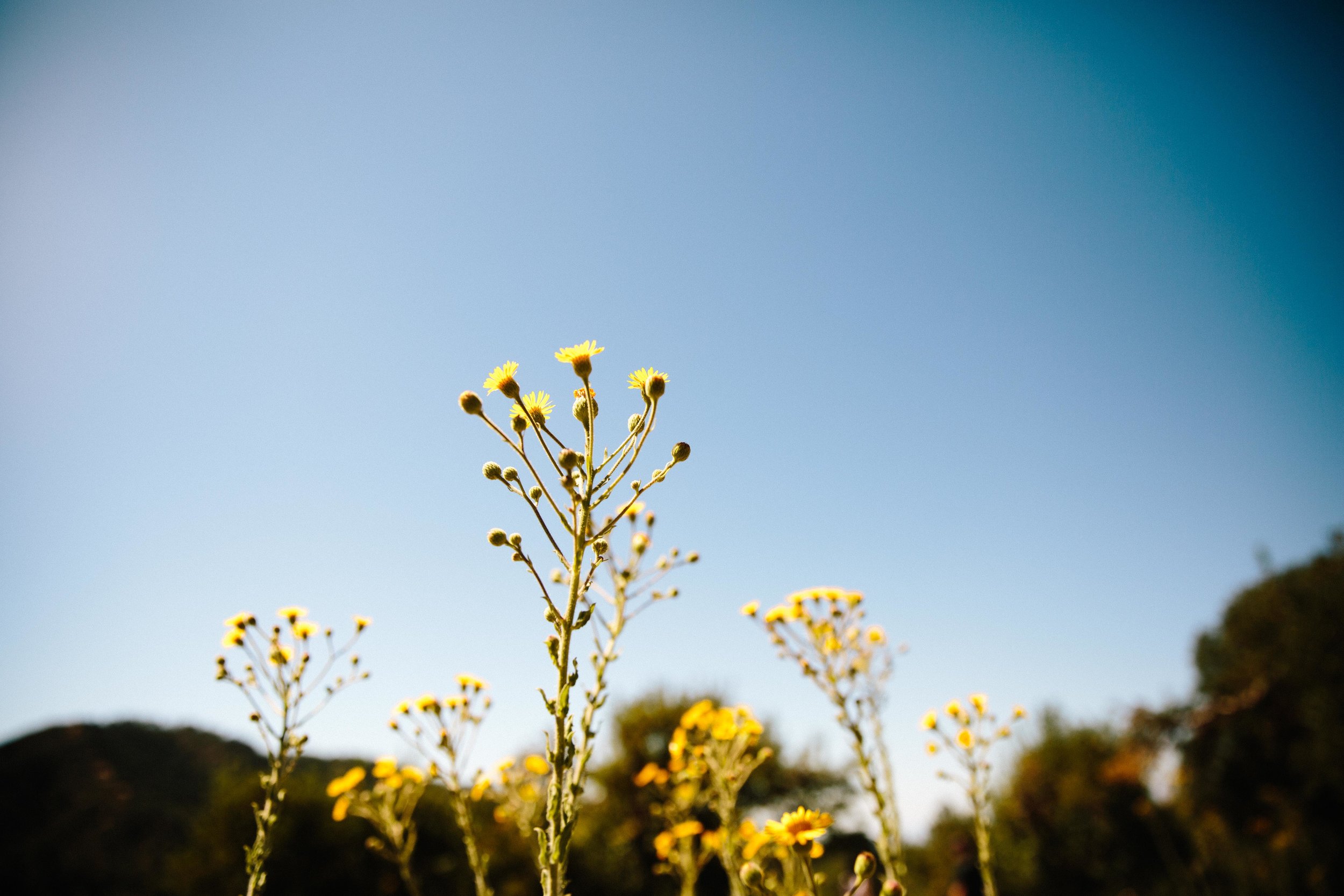 Apple Picking Oak Glen-15.JPG