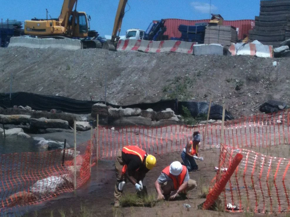 p-oak point wetlands construction.jpg