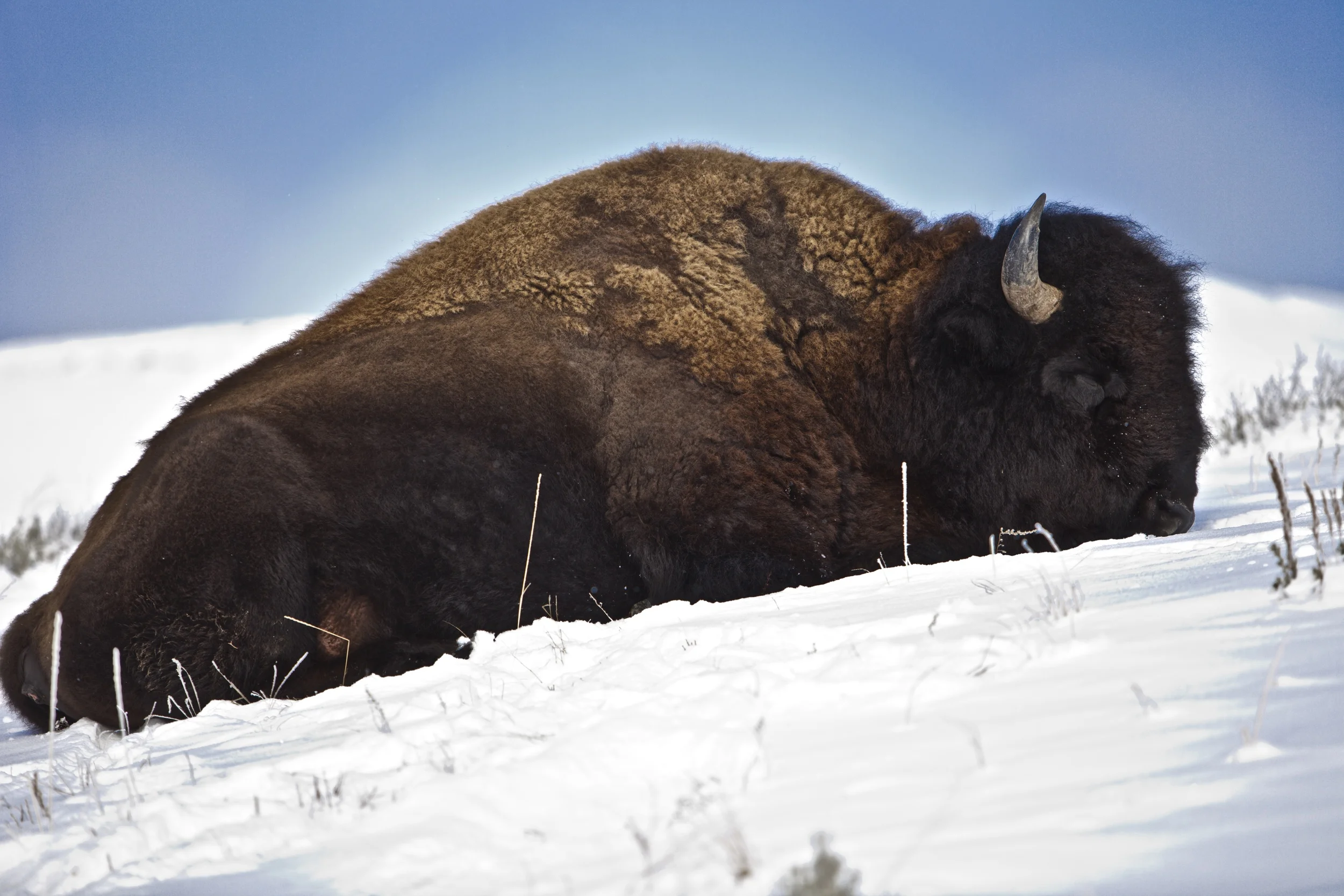 Buffalo Yellowstone final 1.jpg