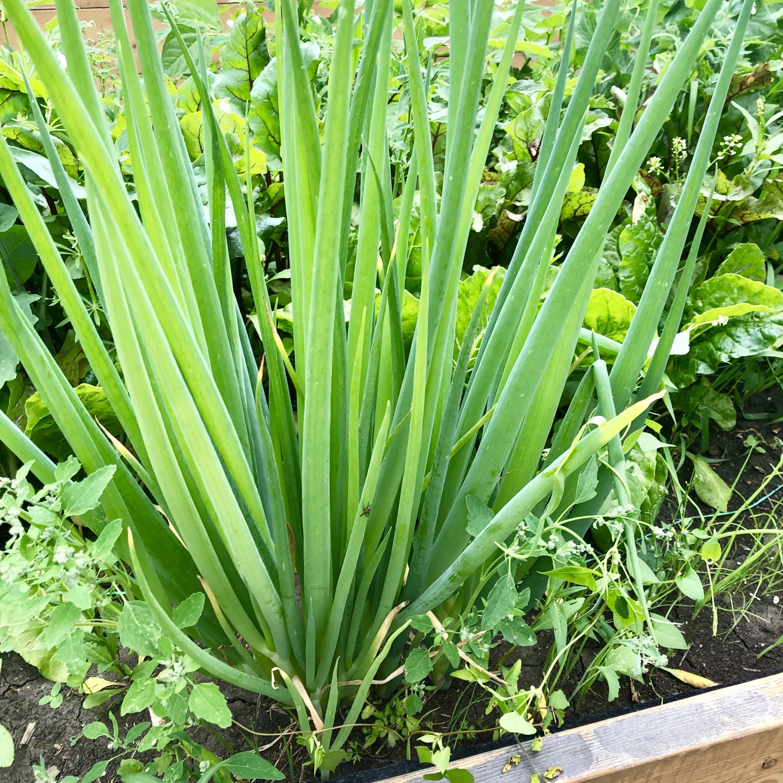 Rossdale Community Garden Harvest Dinner this Sunday!