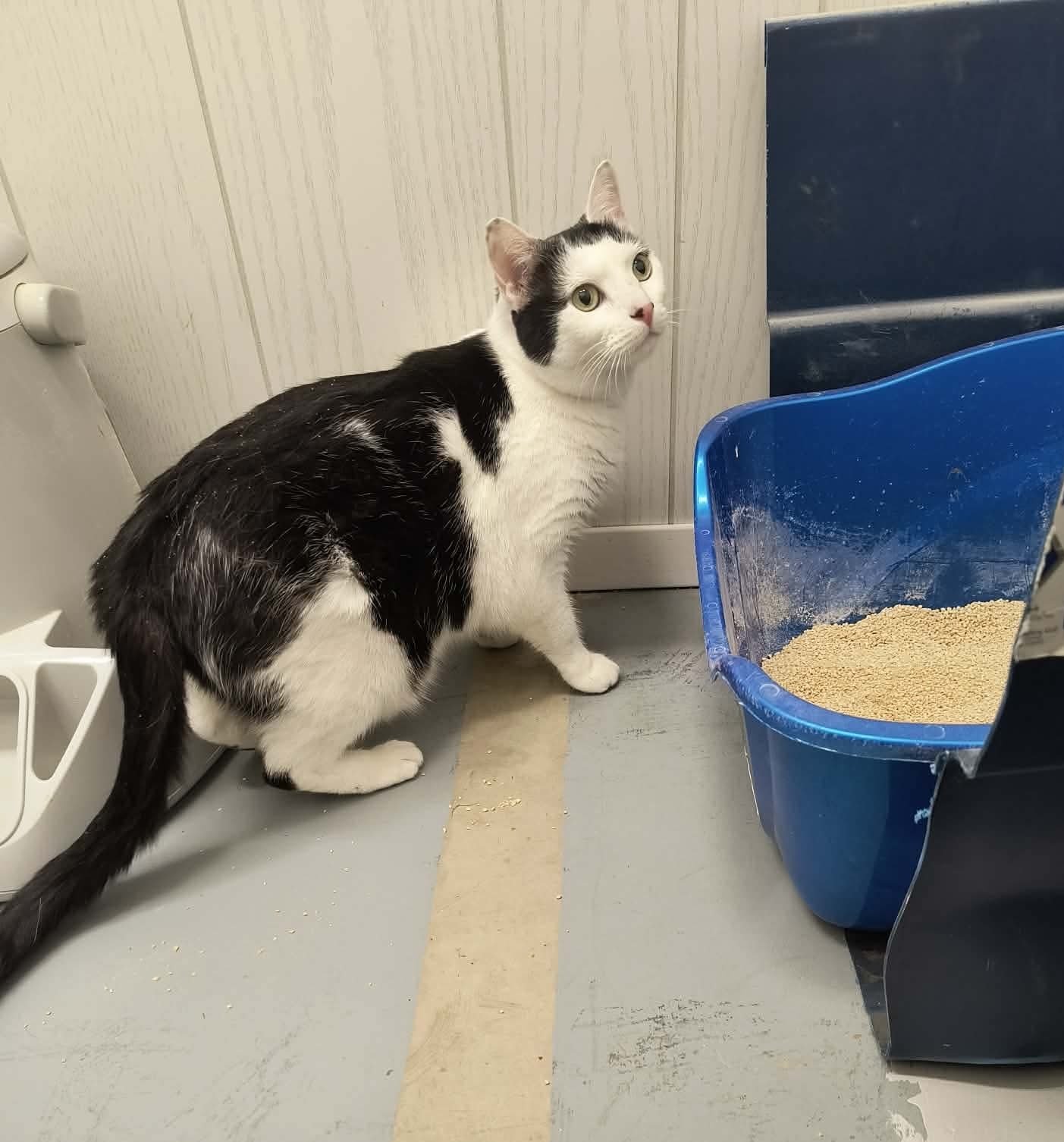 LostCat.jpg