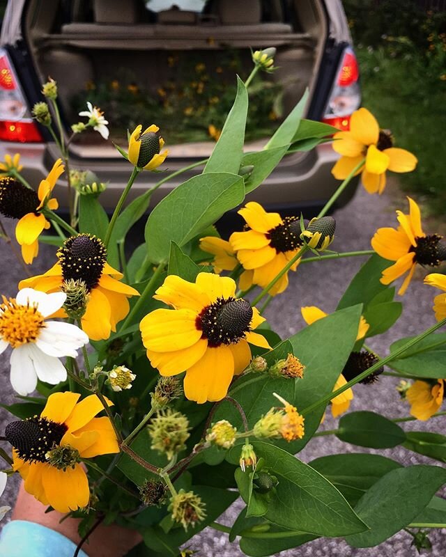 took the forester out for a flower forage. the clasping coneflowers are popping now.