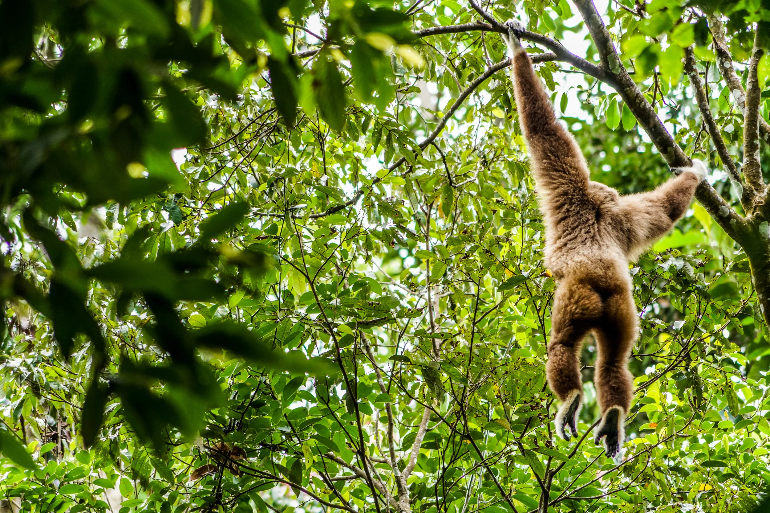white-handed gibbon