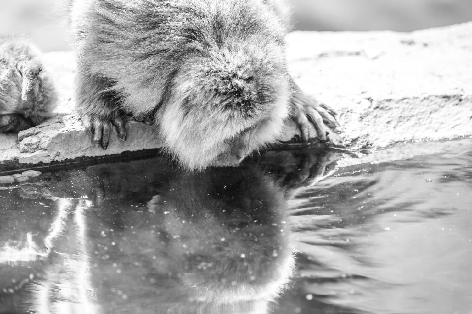 japan-snowmonkey-3.jpg