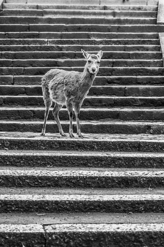 japan-nara-5.jpg