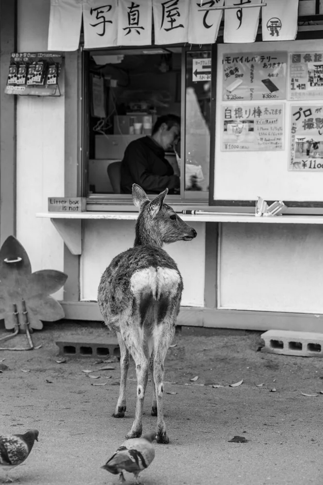 japan-hiroshima-15.jpg