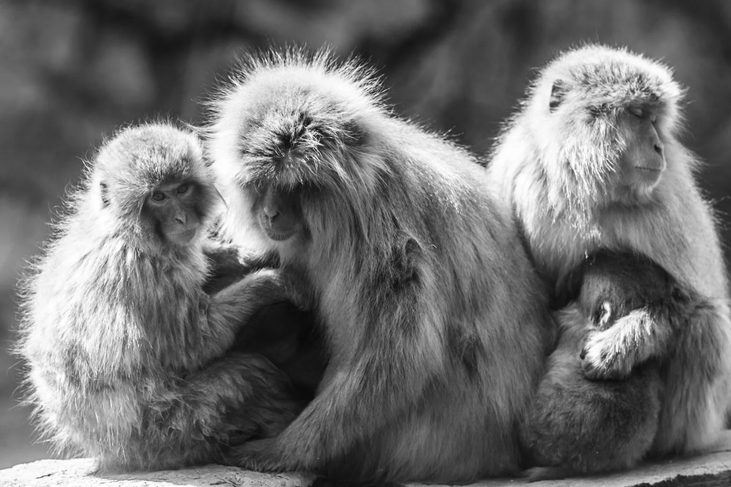 japan-snowmonkey-4.jpg