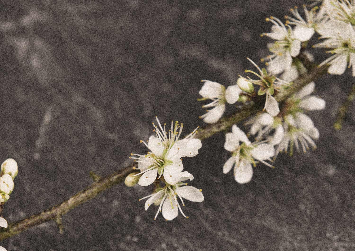 hawthorn.jpg