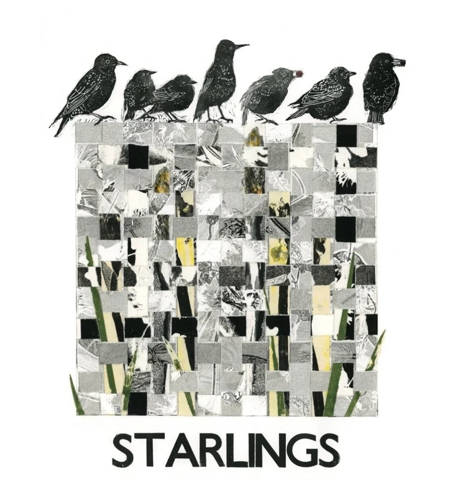 Starlings 