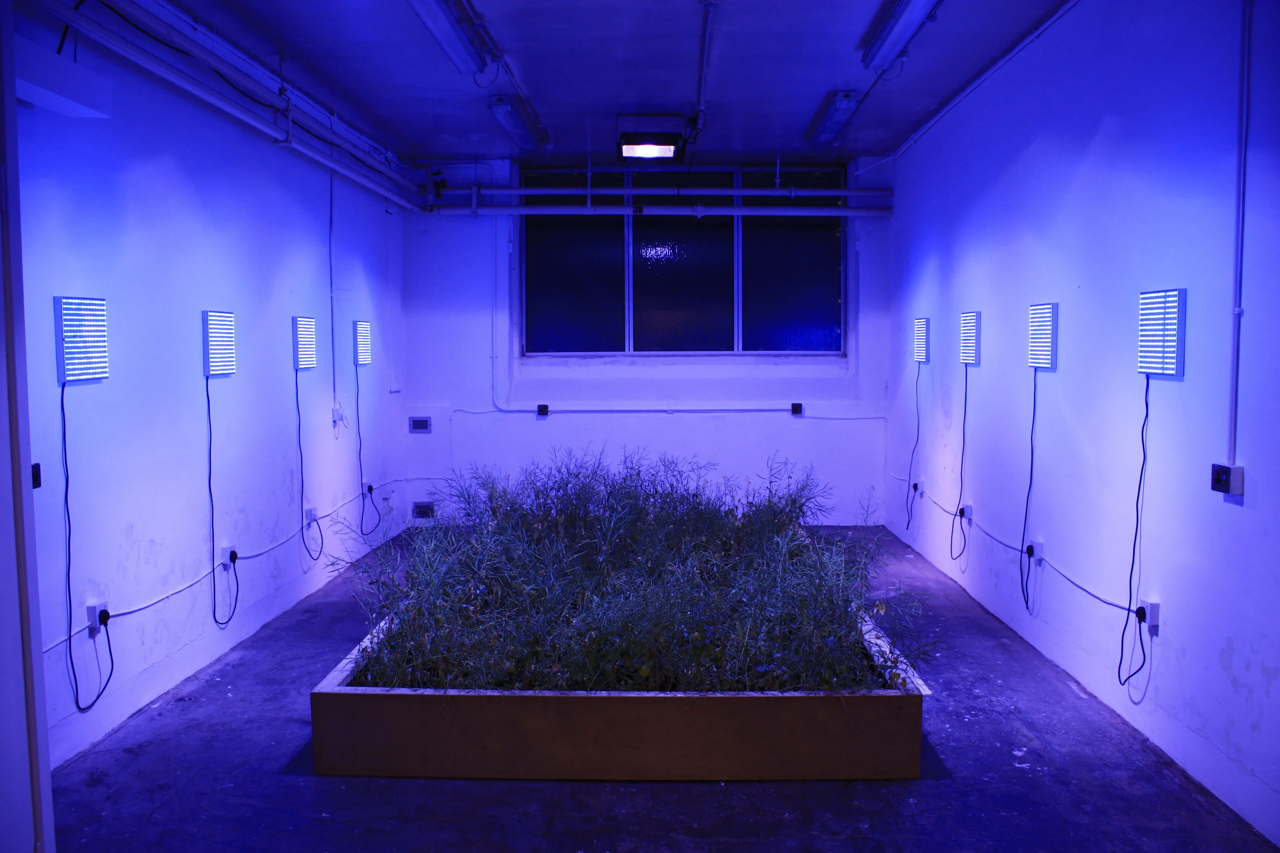 Monoculture