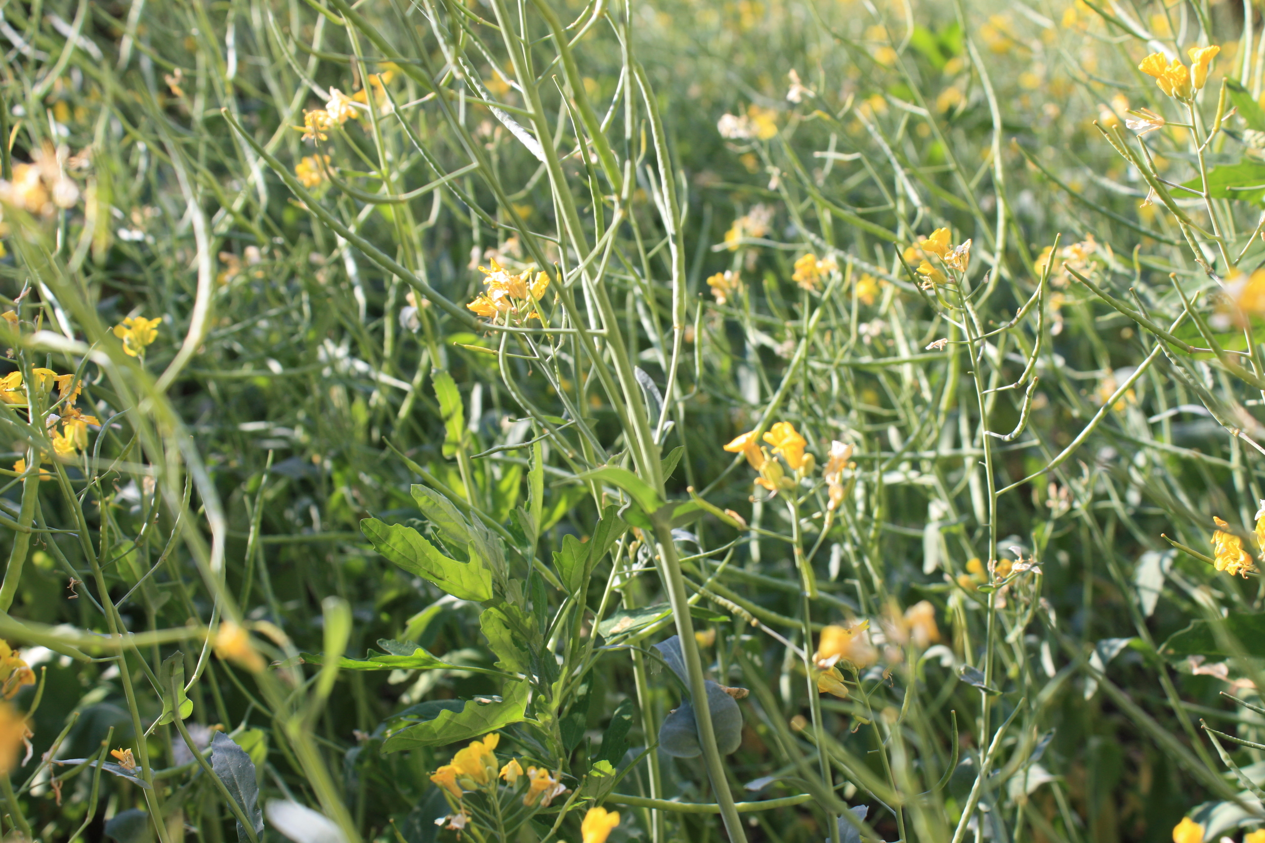 Monoculture