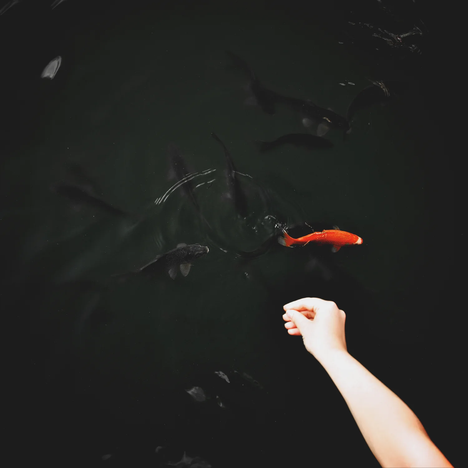 single goldfish and hand in black pool